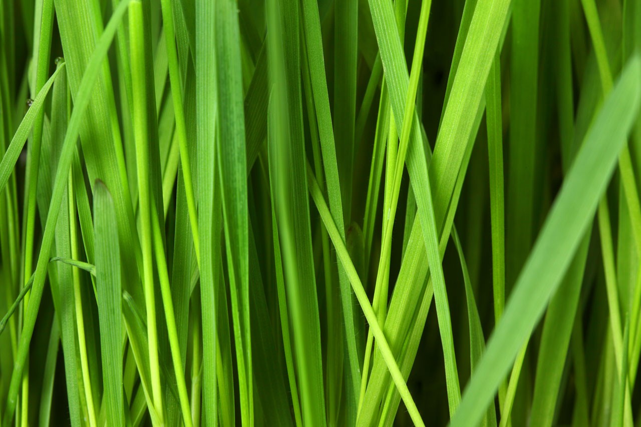 General 1280x853 grass green leaves plants closeup nature