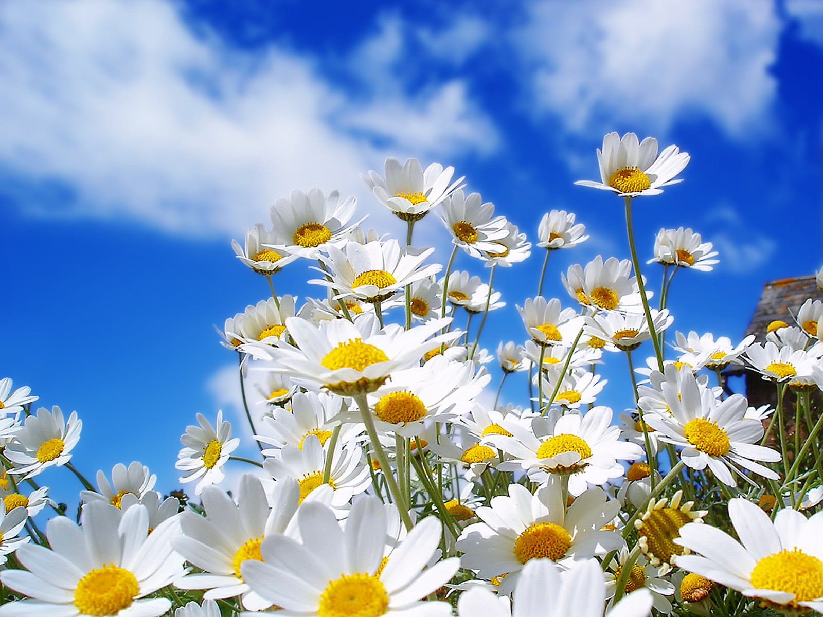 General 1600x1200 nature flowers plants sky chamomile daisies