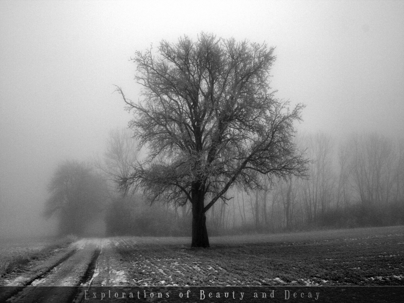 General 1600x1200 trees monochrome mist field outdoors overcast gloomy