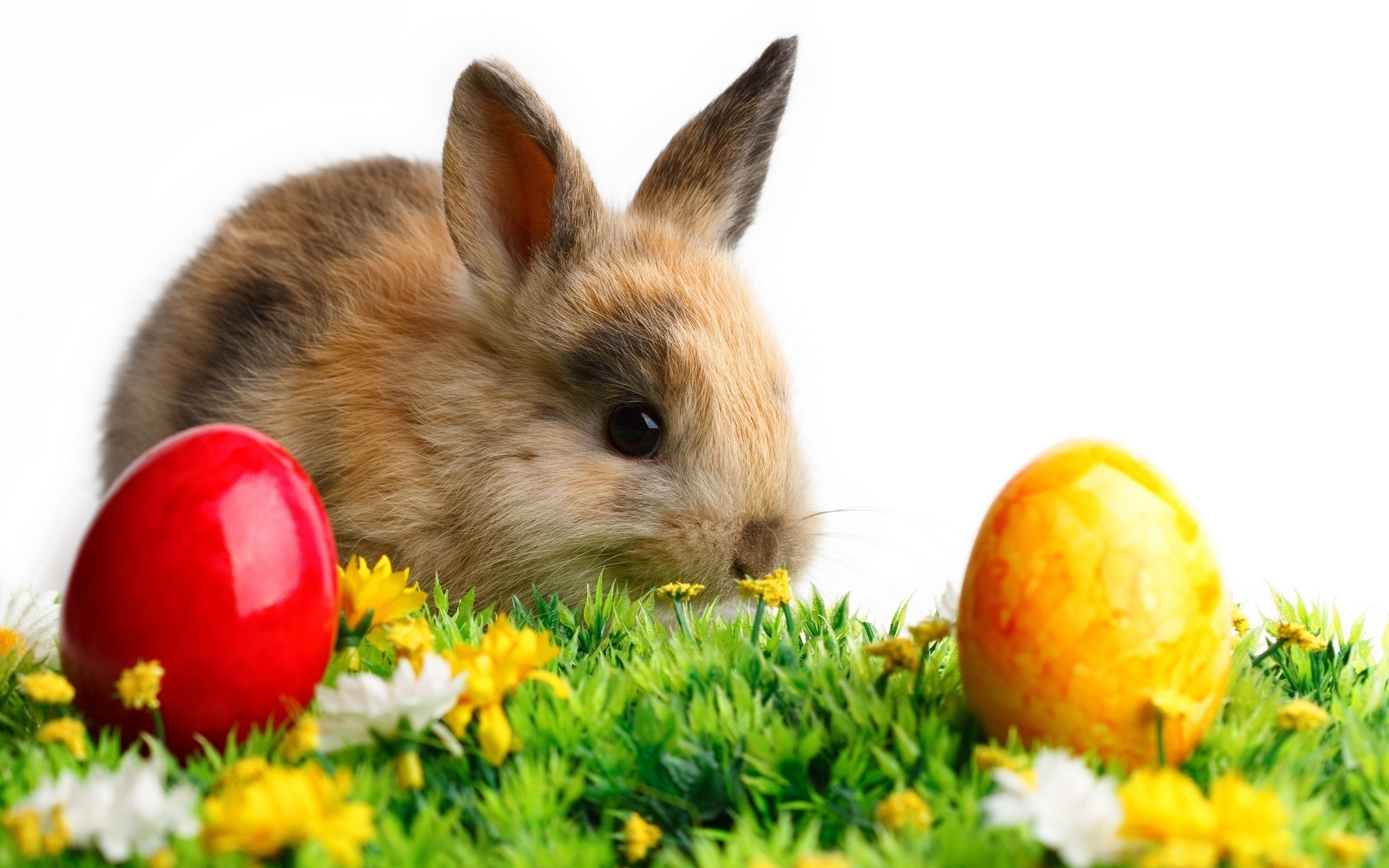 General 2560x1600 rabbits baby animals eggs Easter animals white background simple background closeup