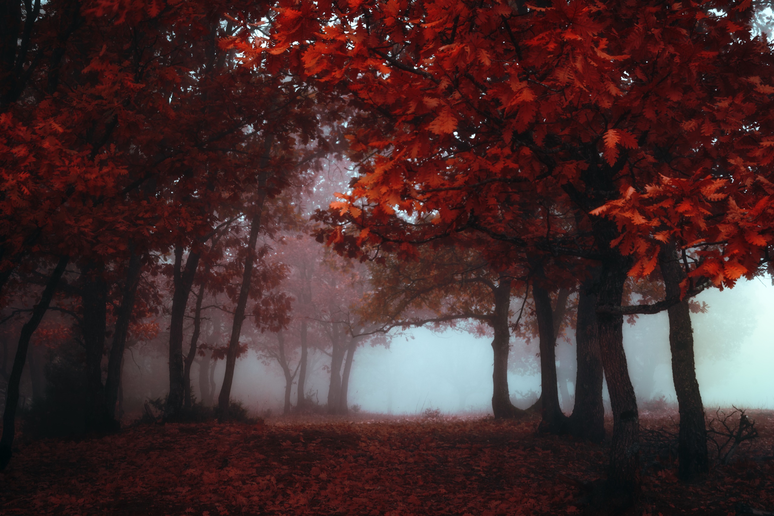 General 2560x1707 fall colorful mist trees nature red