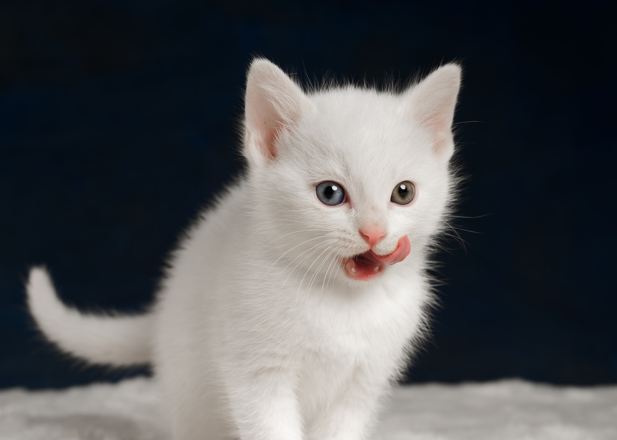 General 2048x1463 kittens white tongues animals cats baby animals tongue out heterochromia closeup