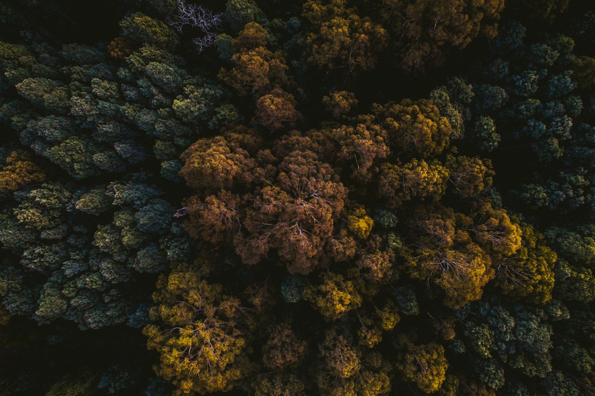 General 2048x1365 photography nature trees top view forest dark tropical aerial view