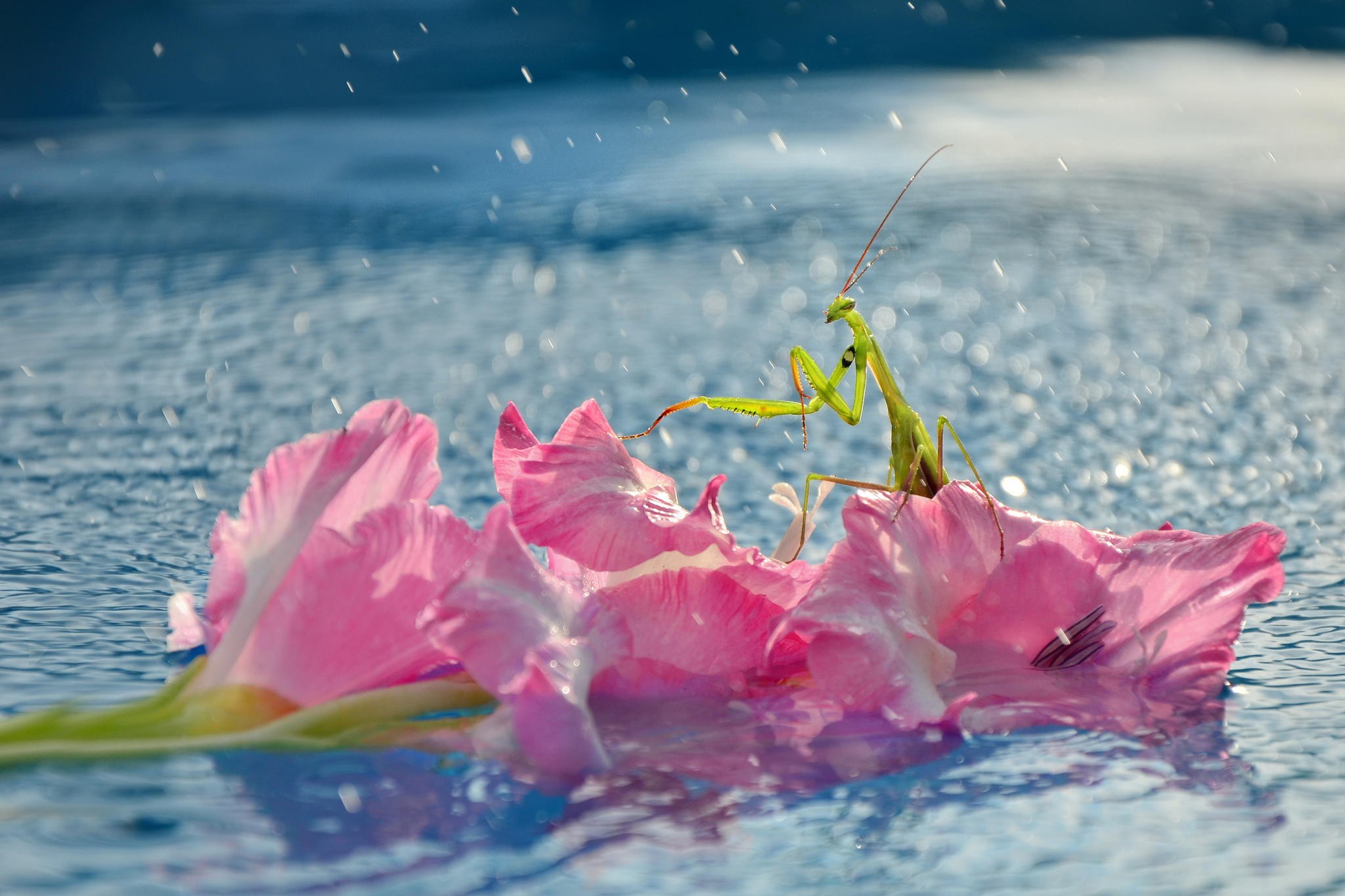 General 2048x1365 macro flowers water mantis plants animals insect pink flowers