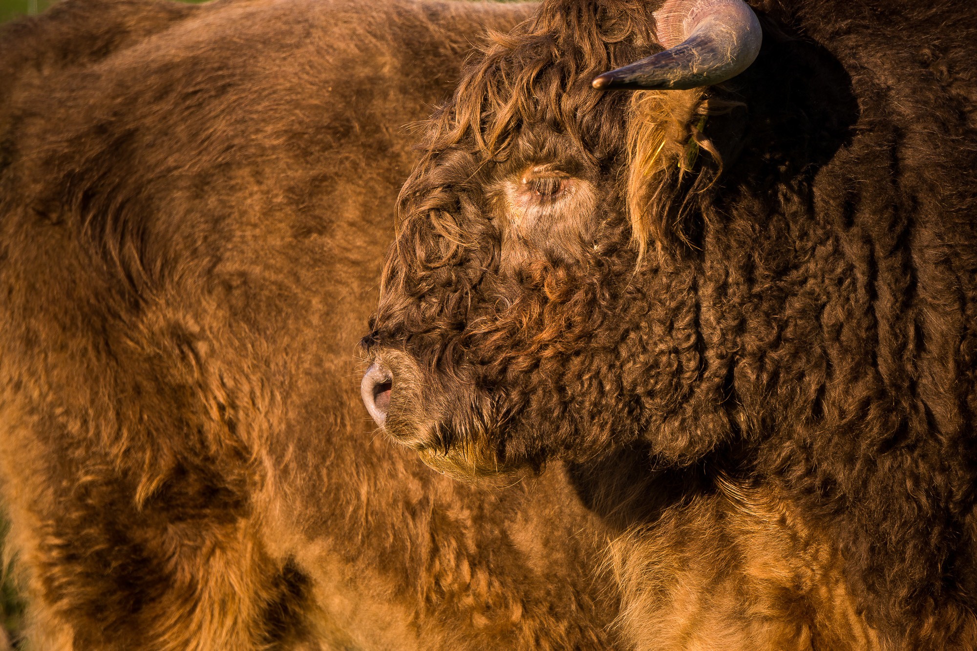 General 2000x1333 animals bison wildlife horns
