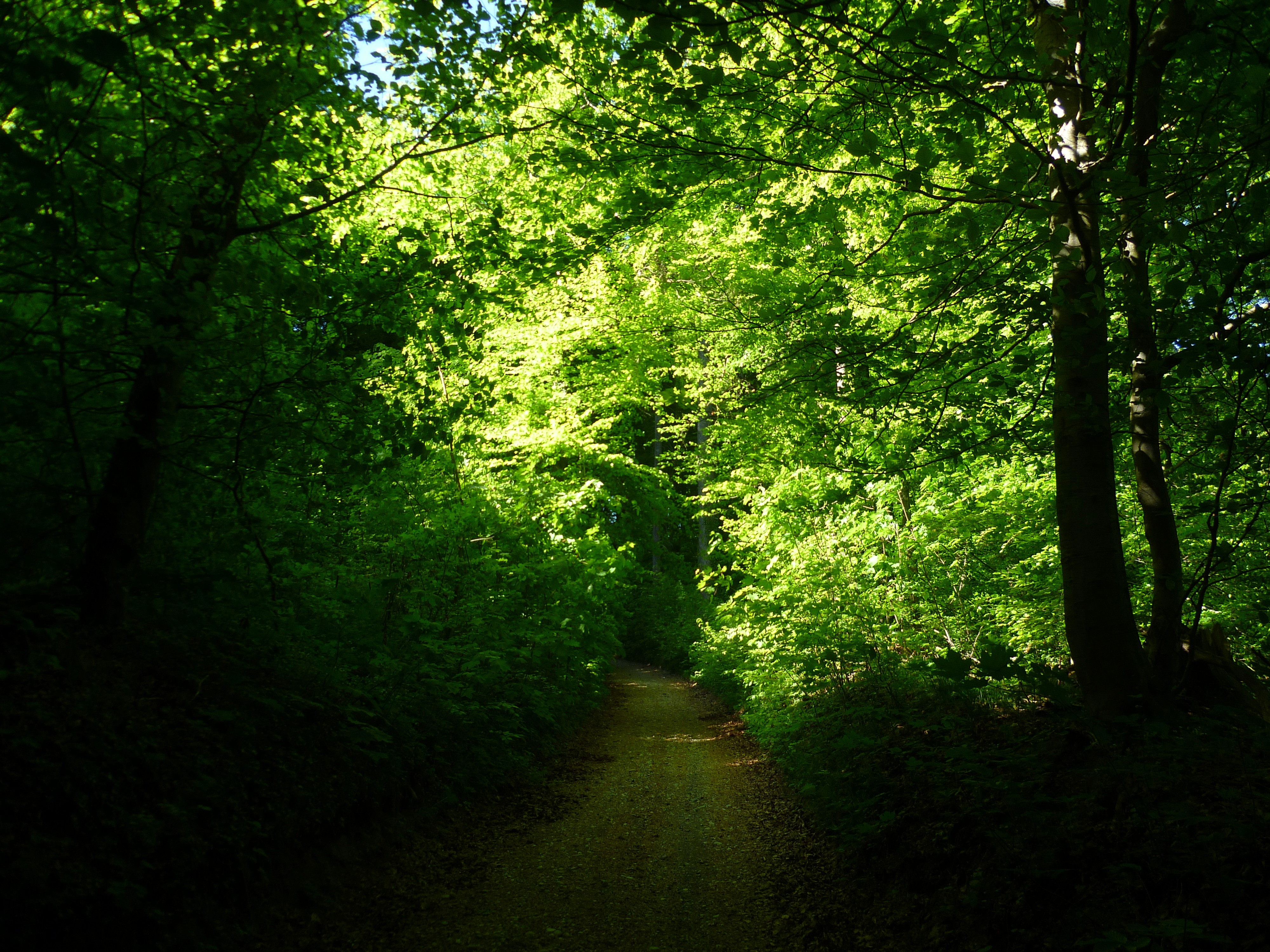 General 4000x3000 landscape light green forest summer green foliage path