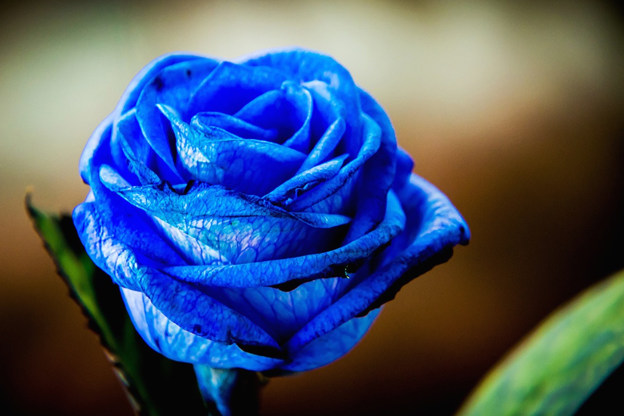 General 1280x853 rose blue blue flowers blurred