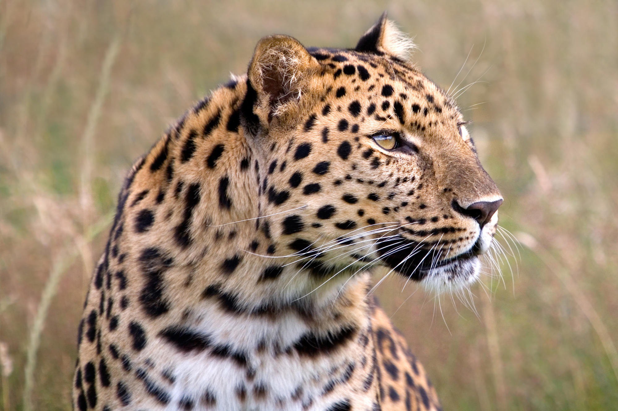 General 2000x1333 leopard wildlife savannah animals closeup whiskers looking away depth of field