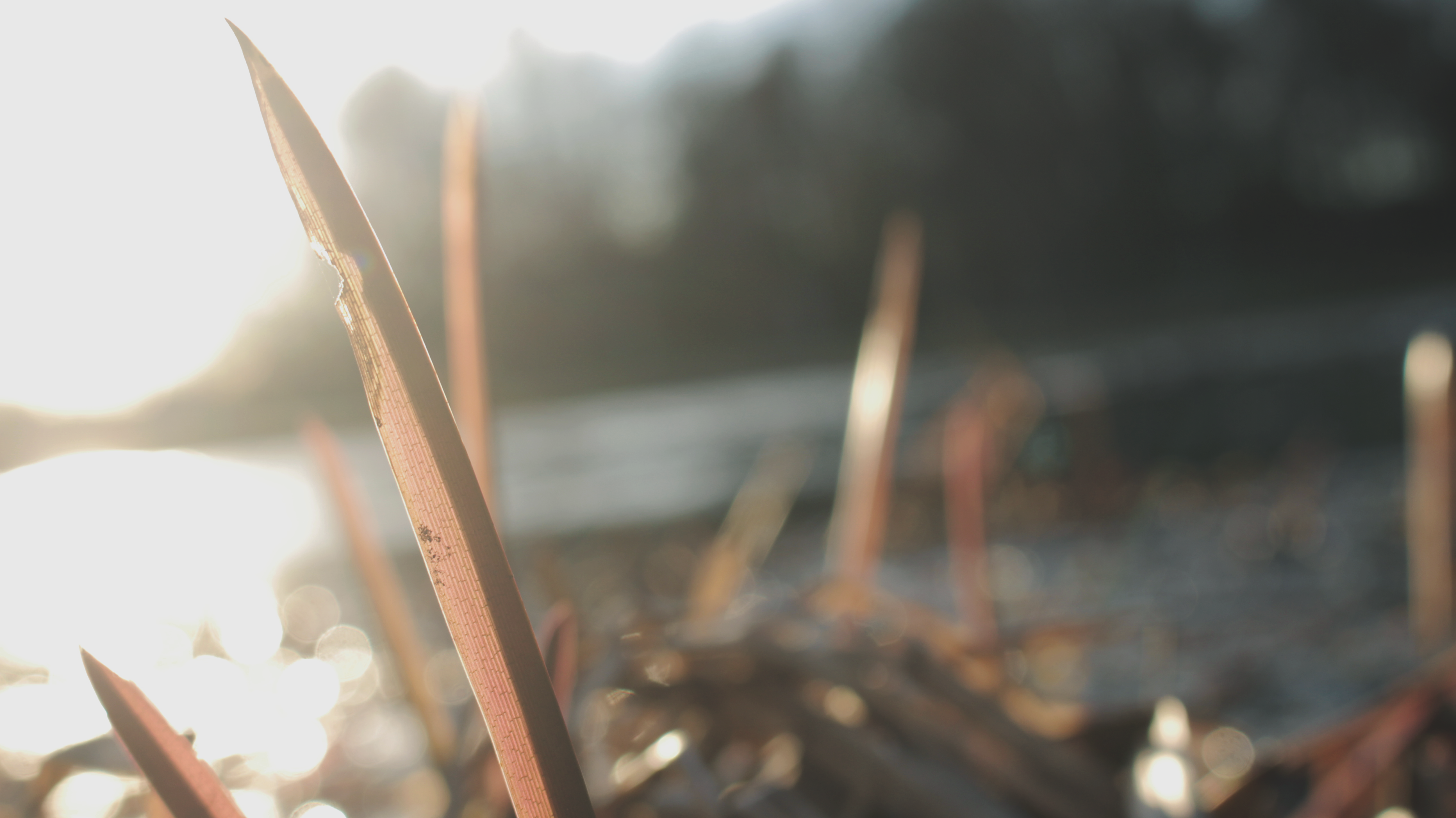 General 5184x2912 leaves plants outdoors reeds