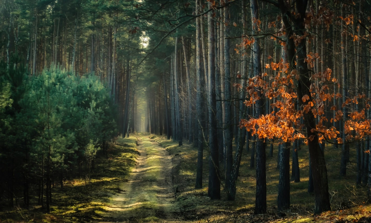 General 1500x900 nature forest path trees dirt road sunlight Poland
