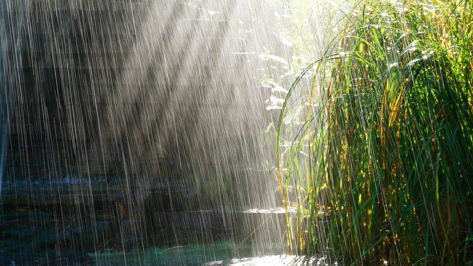 General 1920x1080 rain water reeds outdoors