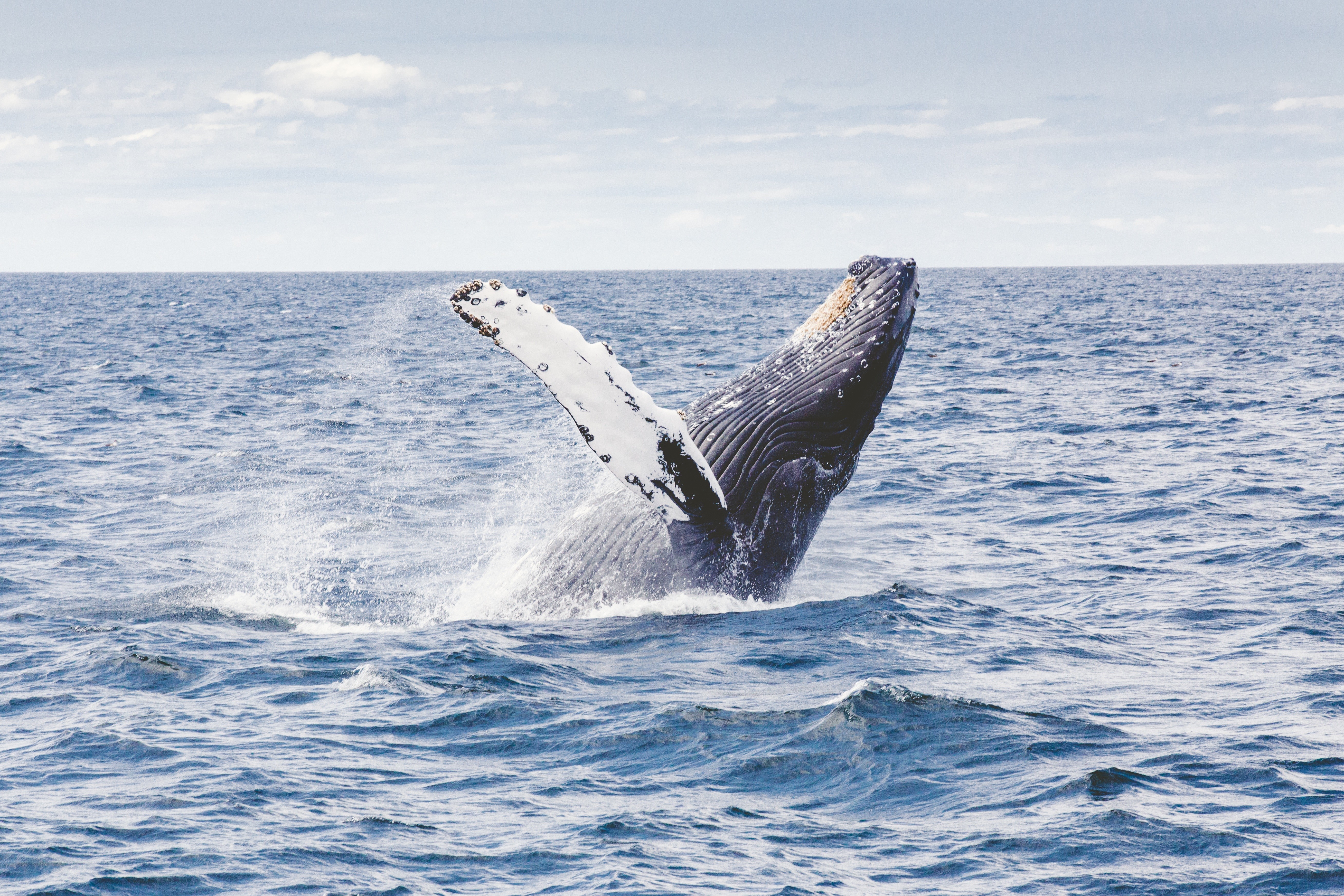 General 5233x3489 whale sea sky animals mammals horizon sea life nature