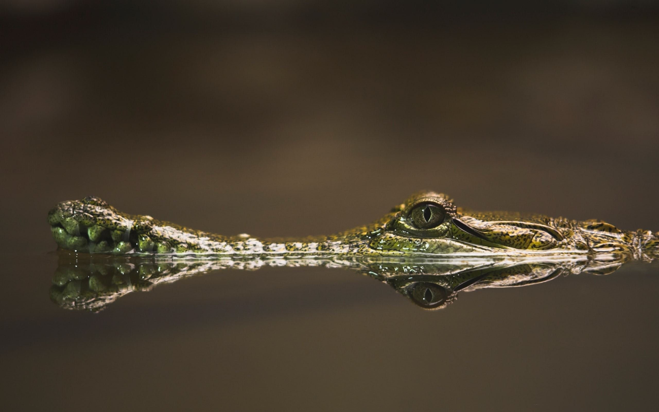 General 2560x1600 crocodiles reflection animals reptiles photography eyes in water animal eyes closeup