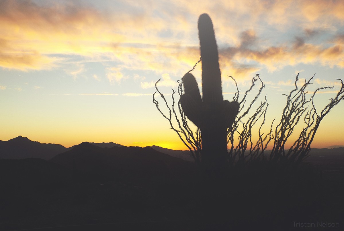 General 1200x808 Arizona sunset silhouette photography nature desert dark plants cactus watermarked landscape sunlight