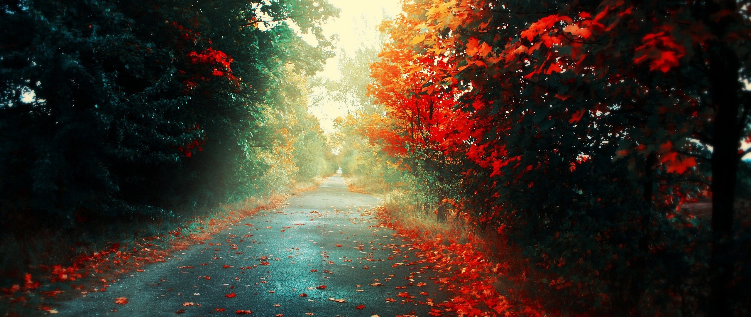 General 2560x1080 ultrawide photography fallen leaves leaves red leaves road outdoors