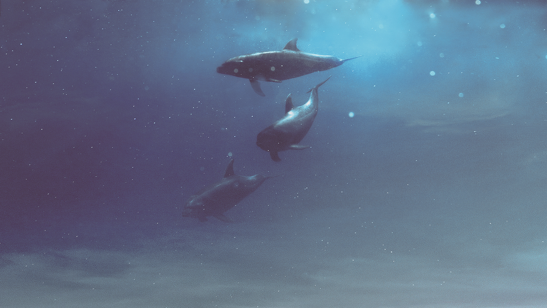 General 1920x1080 whale Hani Jamal underwater animals
