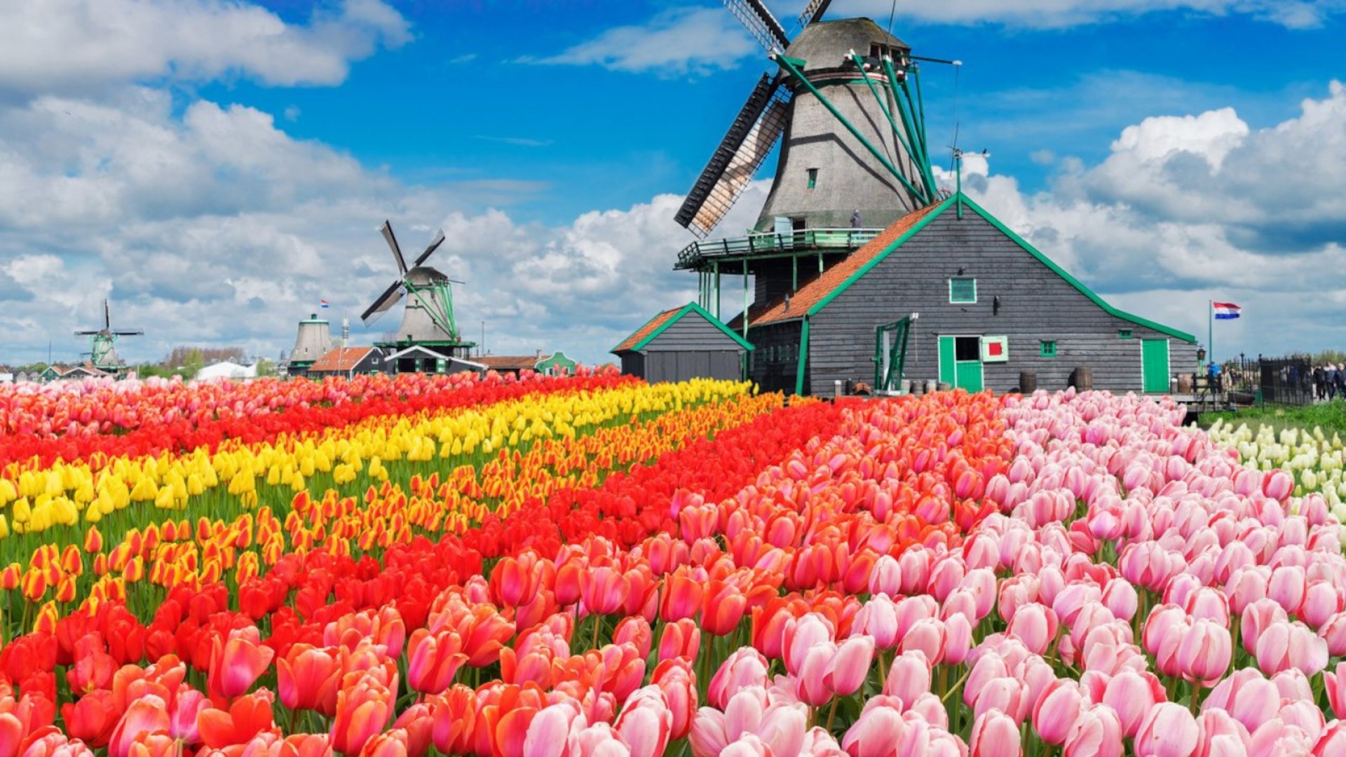 General 1920x1080 tulips farm flowers colorful blue sky Netherlands windmill