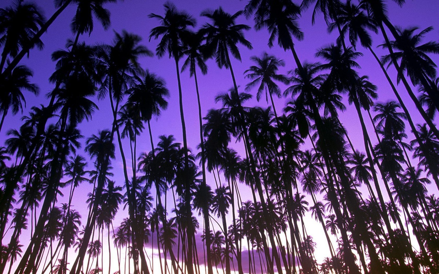 General 1680x1050 beach purple palm trees landscape dawn purple sky dusk