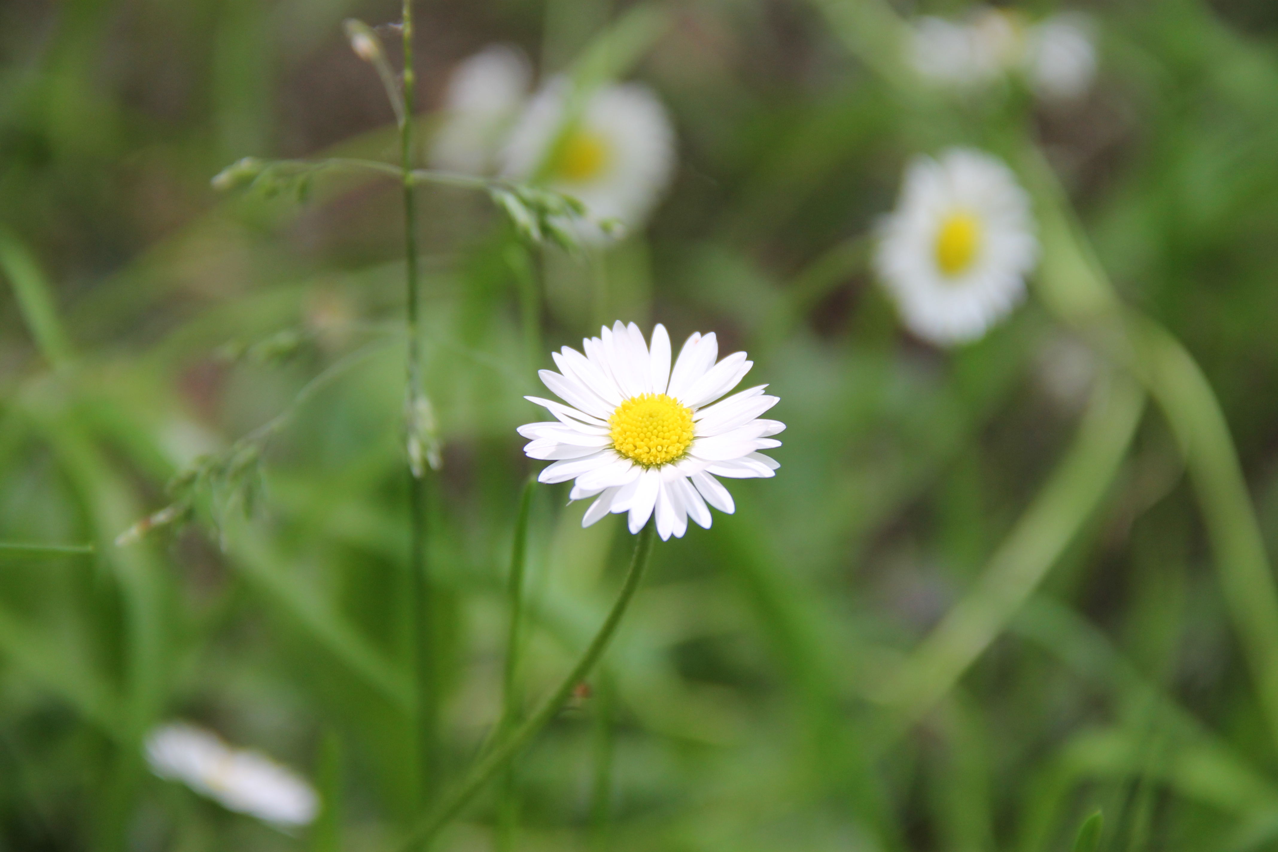 General 4272x2848 white flowers nature daisies macro closeup depth of field flowers blurry background blurred