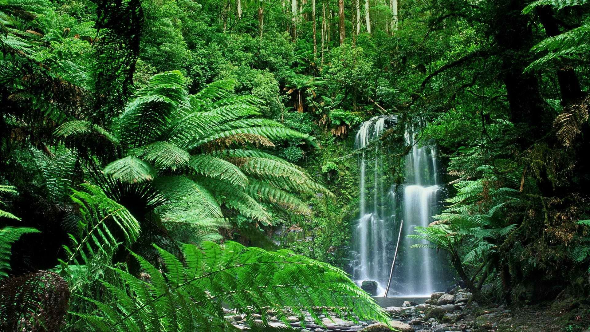General 1920x1080 forest Australia nature plants waterfall
