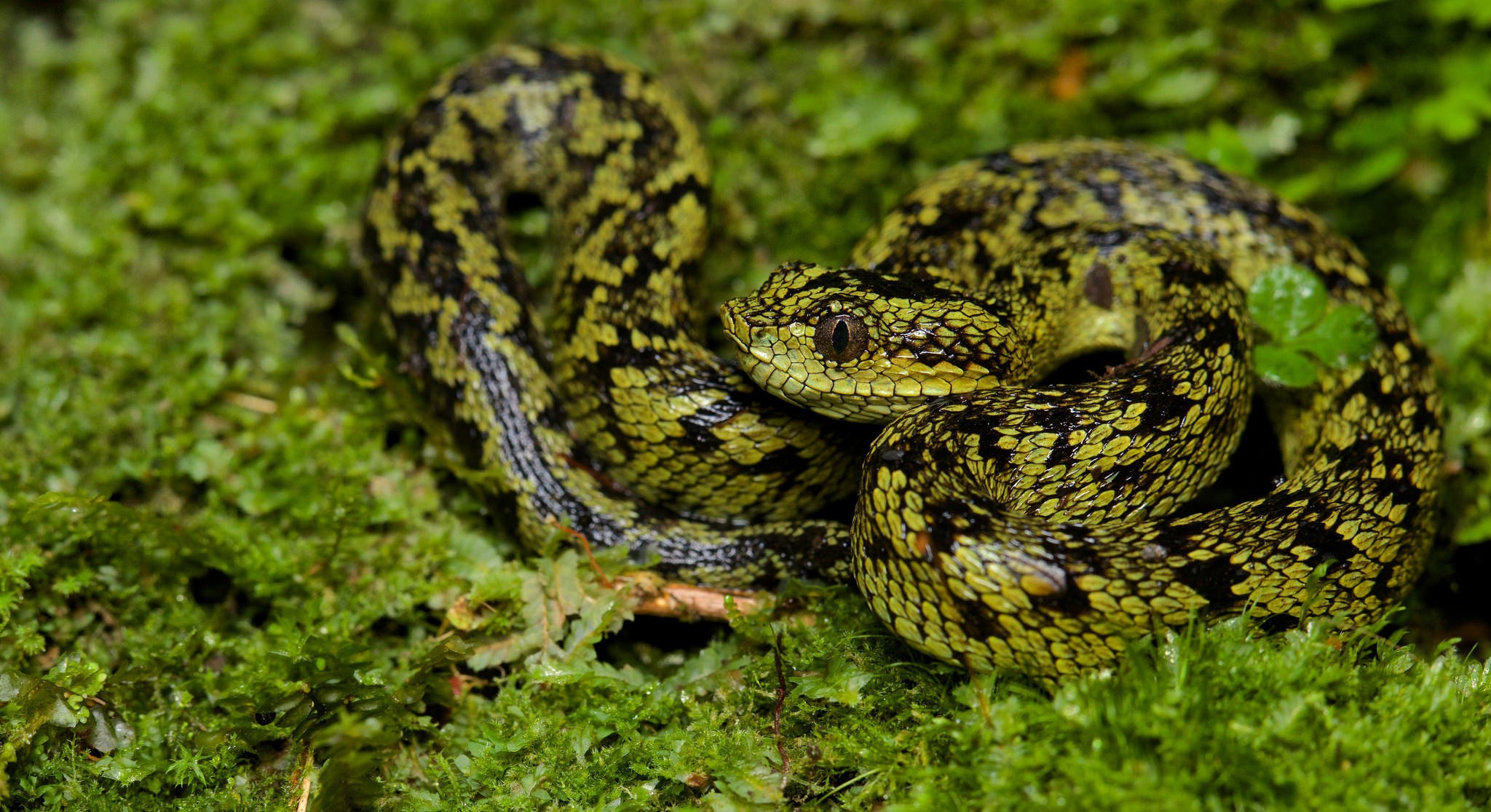General 2048x1116 animals snake reptiles