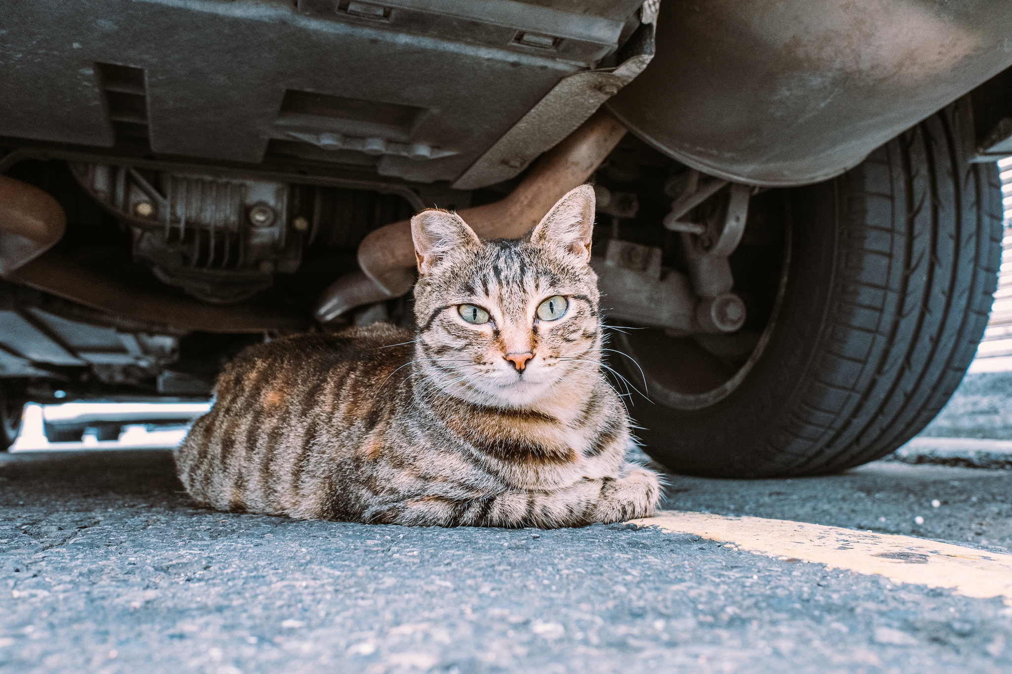 General 2048x1365 car vehicle cats animals pet