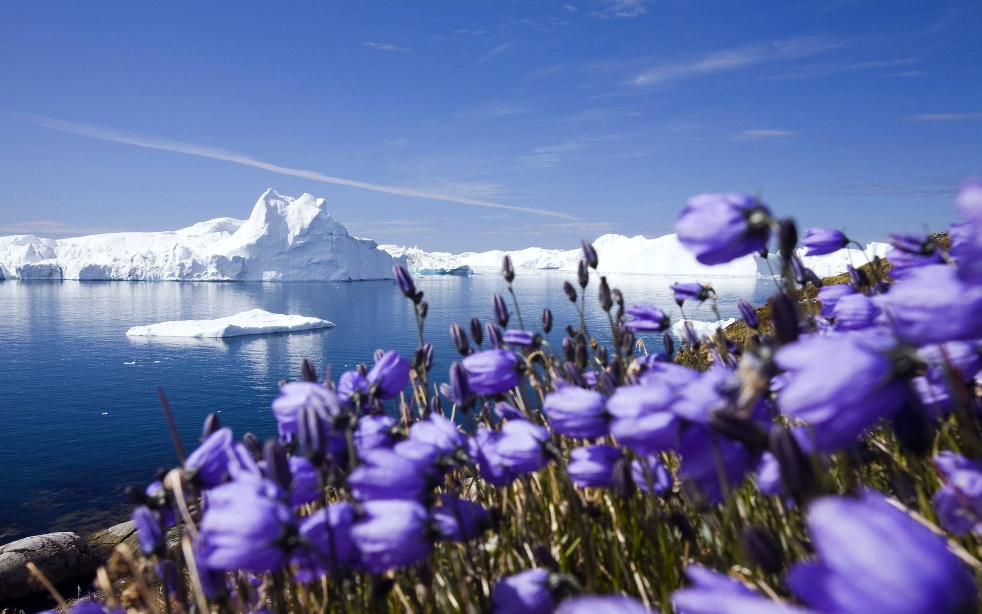 General 1920x1200 landscape nordic landscapes iceberg ice spring nature flowers plants water outdoors