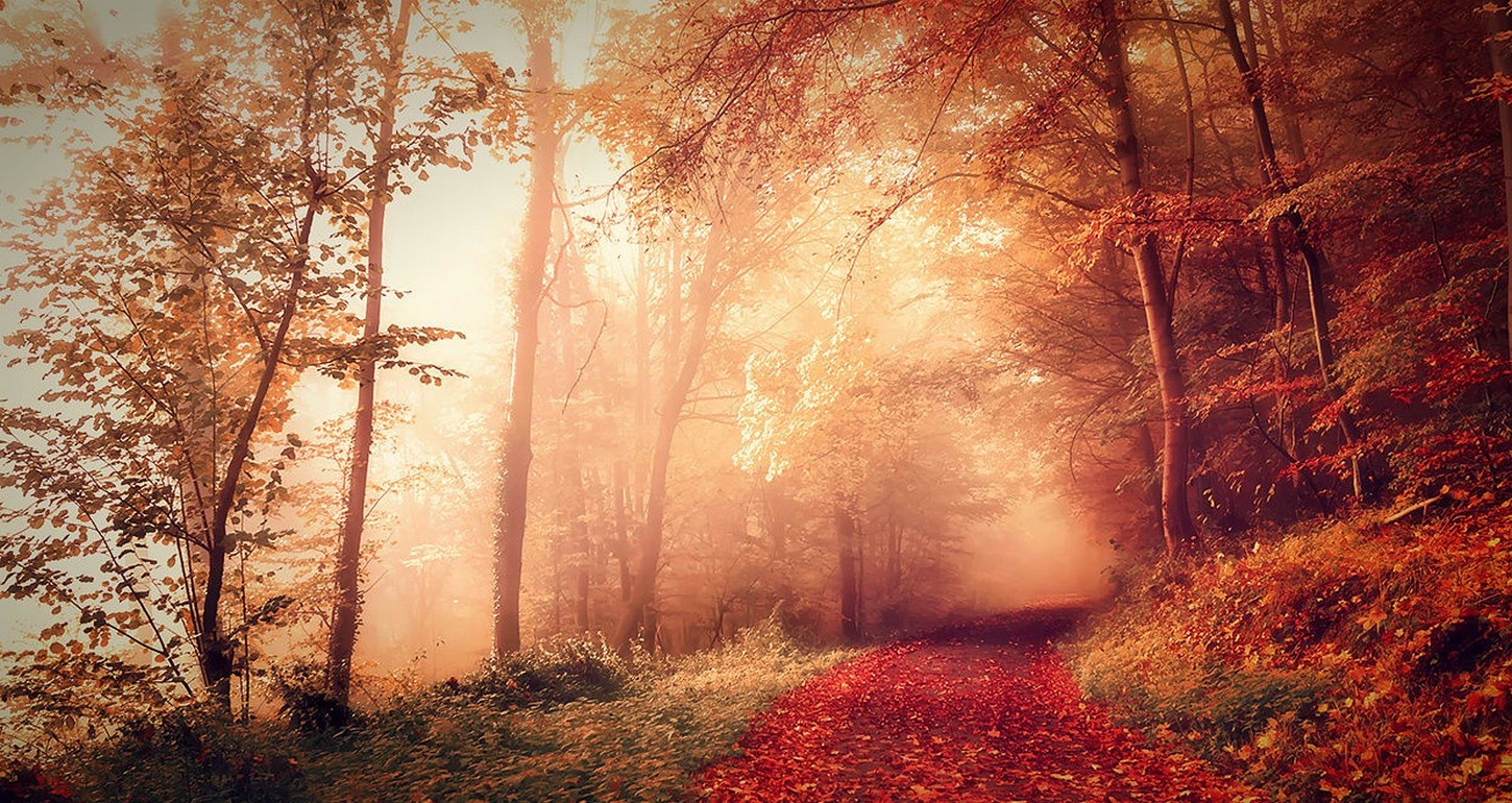 General 1450x770 nature fall forest mist path dirt road sunlight red leaves trees France
