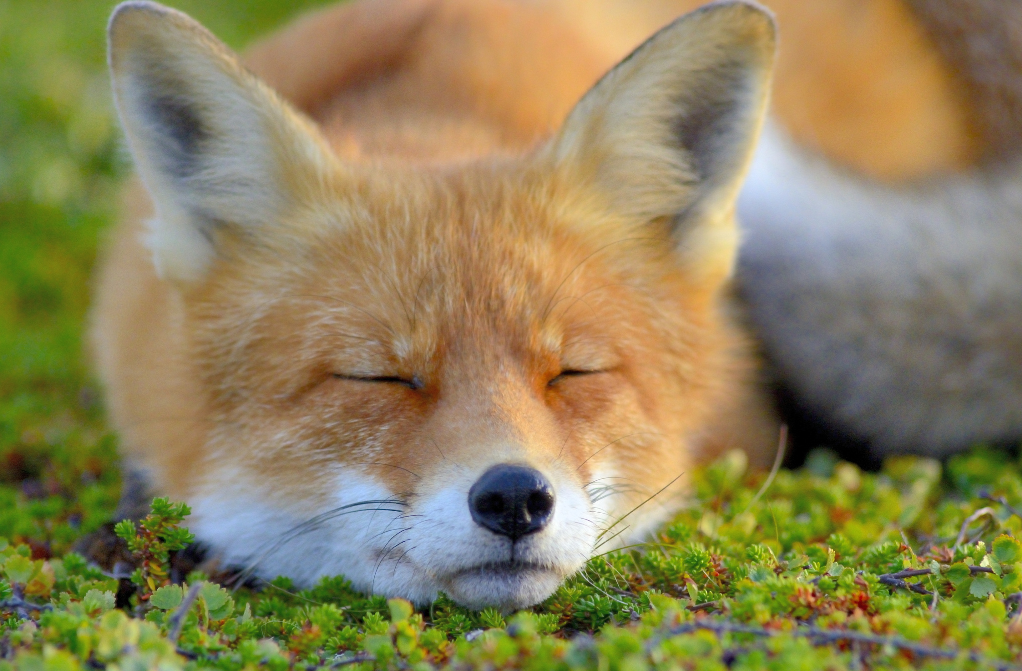 General 2048x1344 animals fox face closed eyes