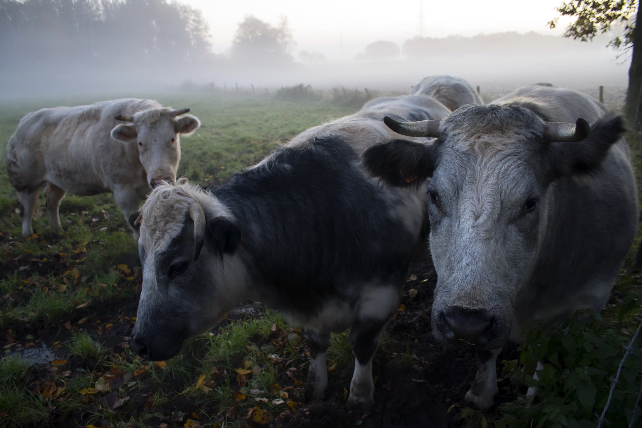 General 2048x1366 animals cow outdoors mist