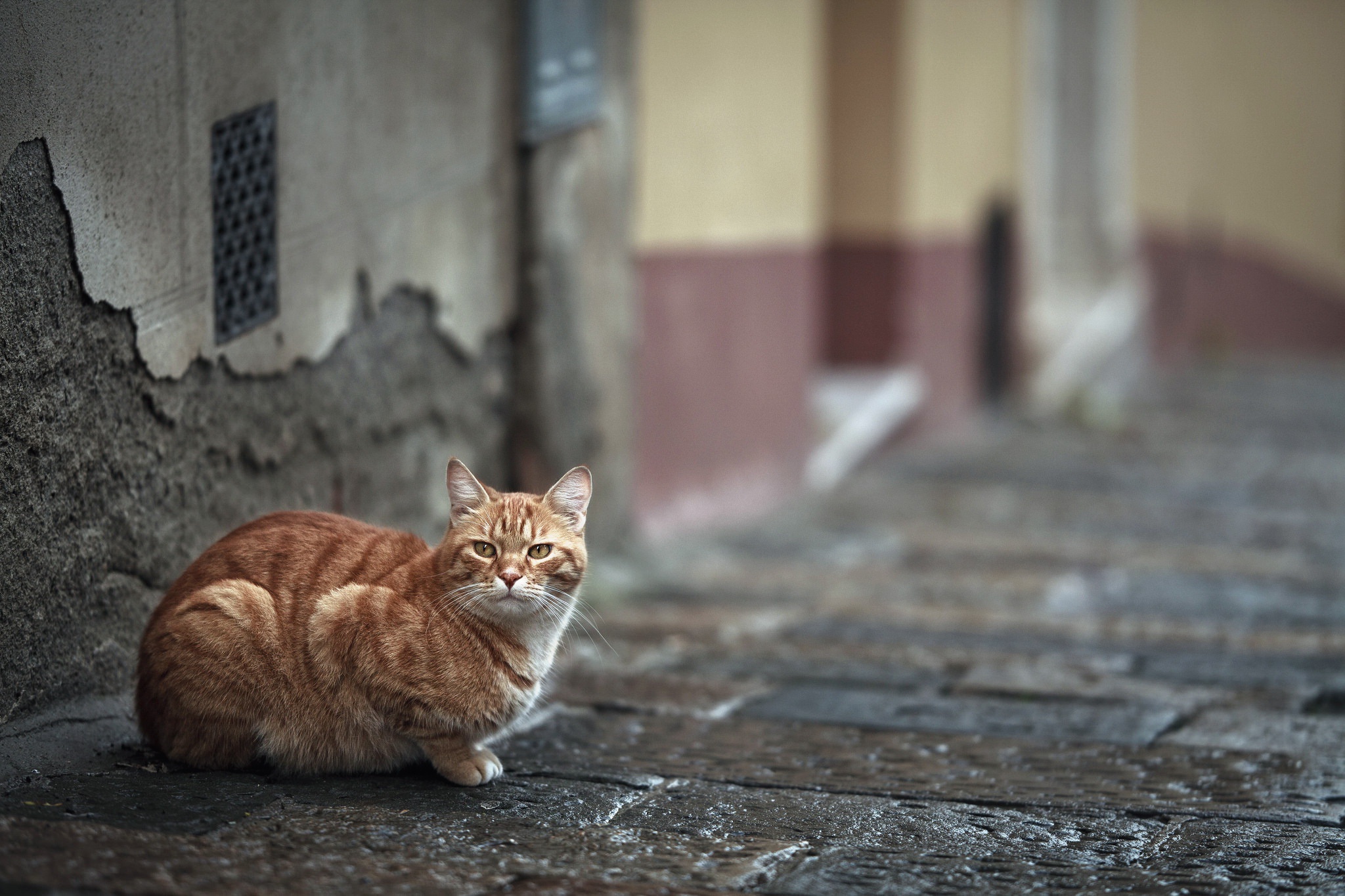 General 2048x1365 animals cats outdoors urban