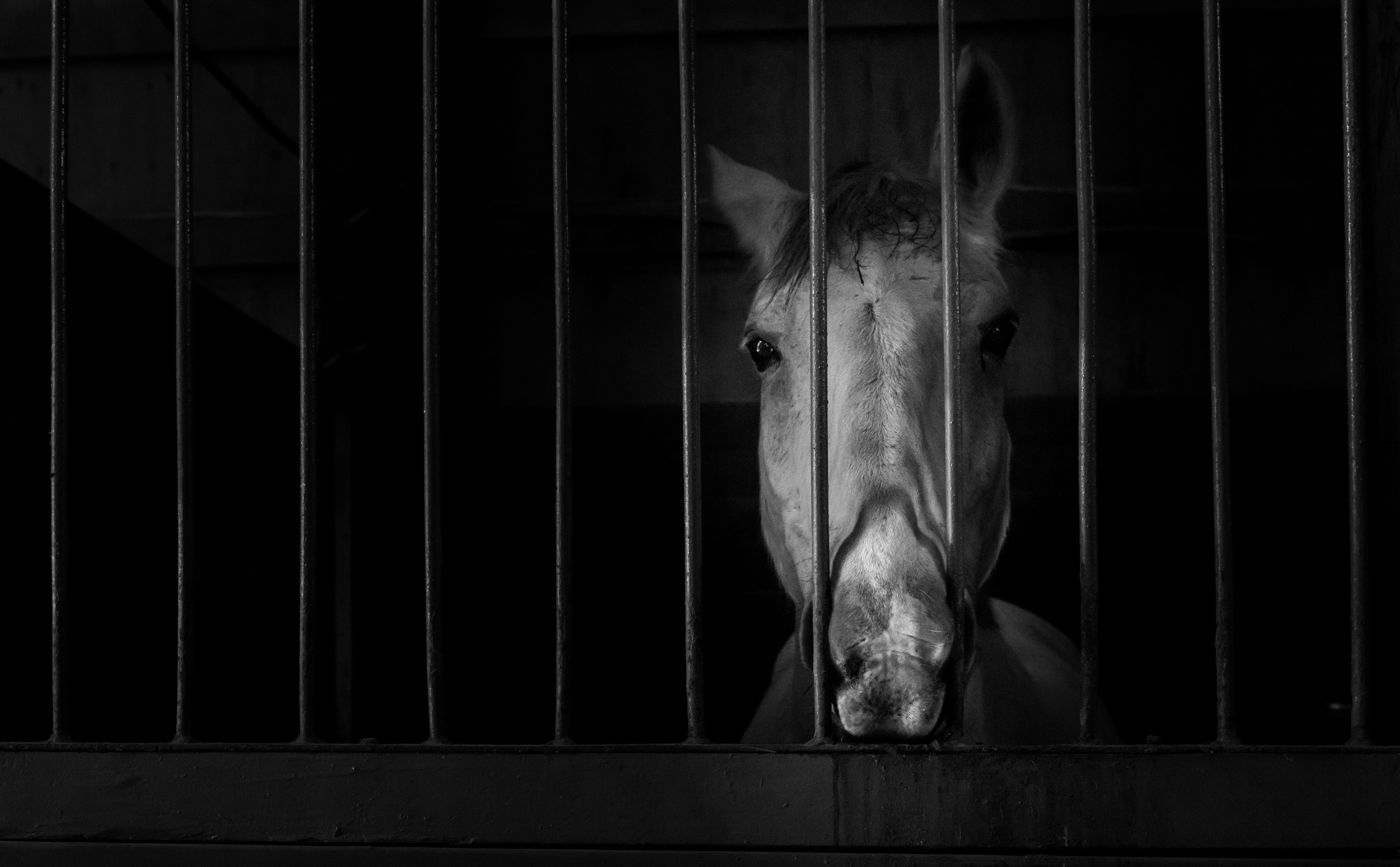 General 2560x1586 dark horse animals monochrome
