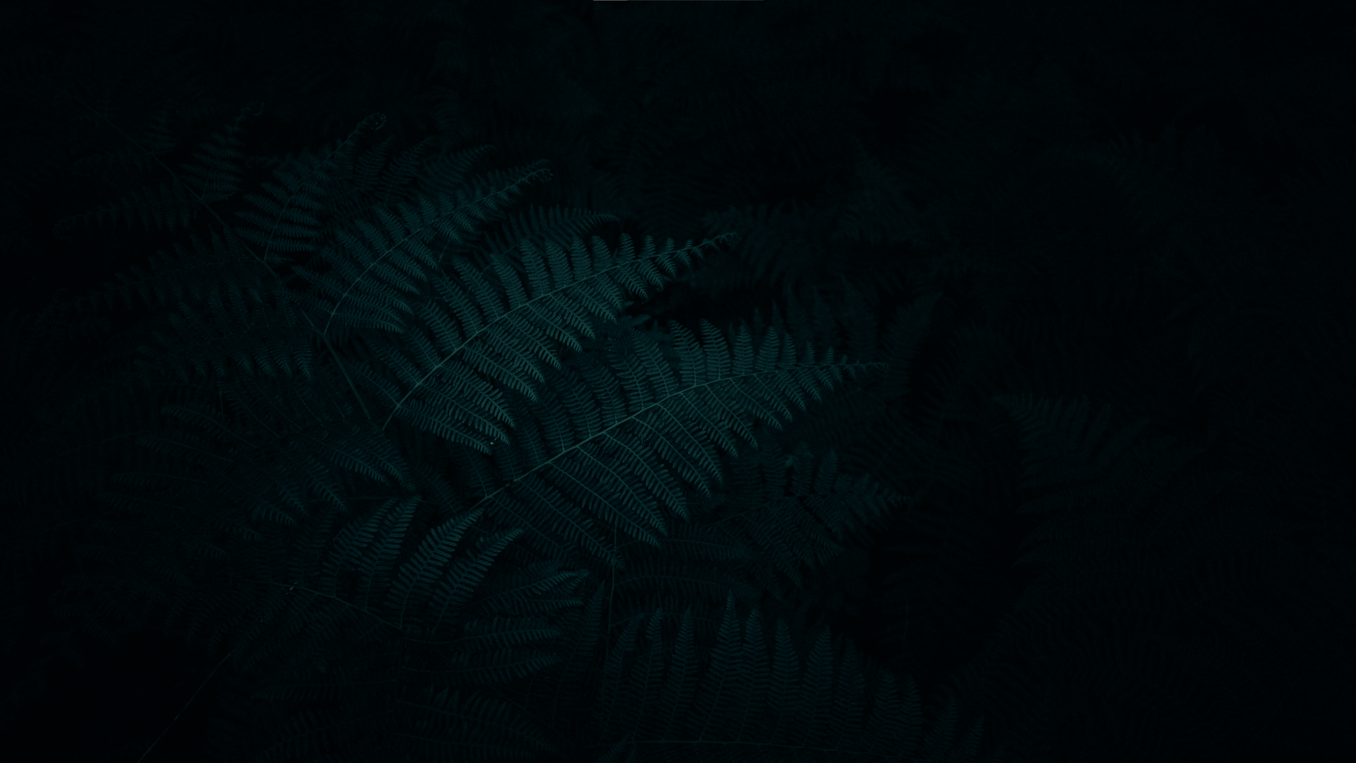 General 1920x1080 ferns night forest digital art low light dark background leaves nature
