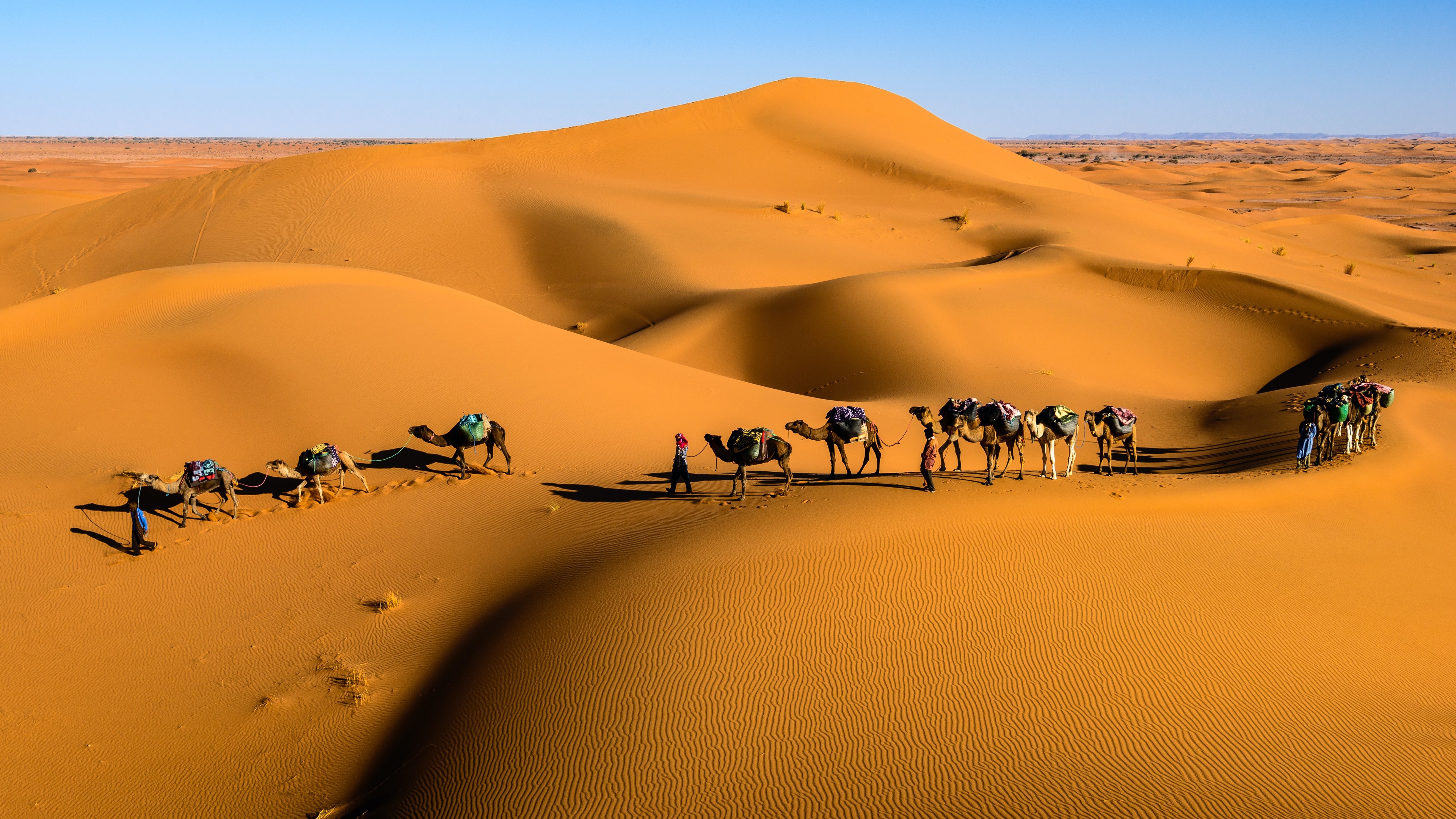 General 3840x2160 desert camels dunes nature sand animals walking landscape