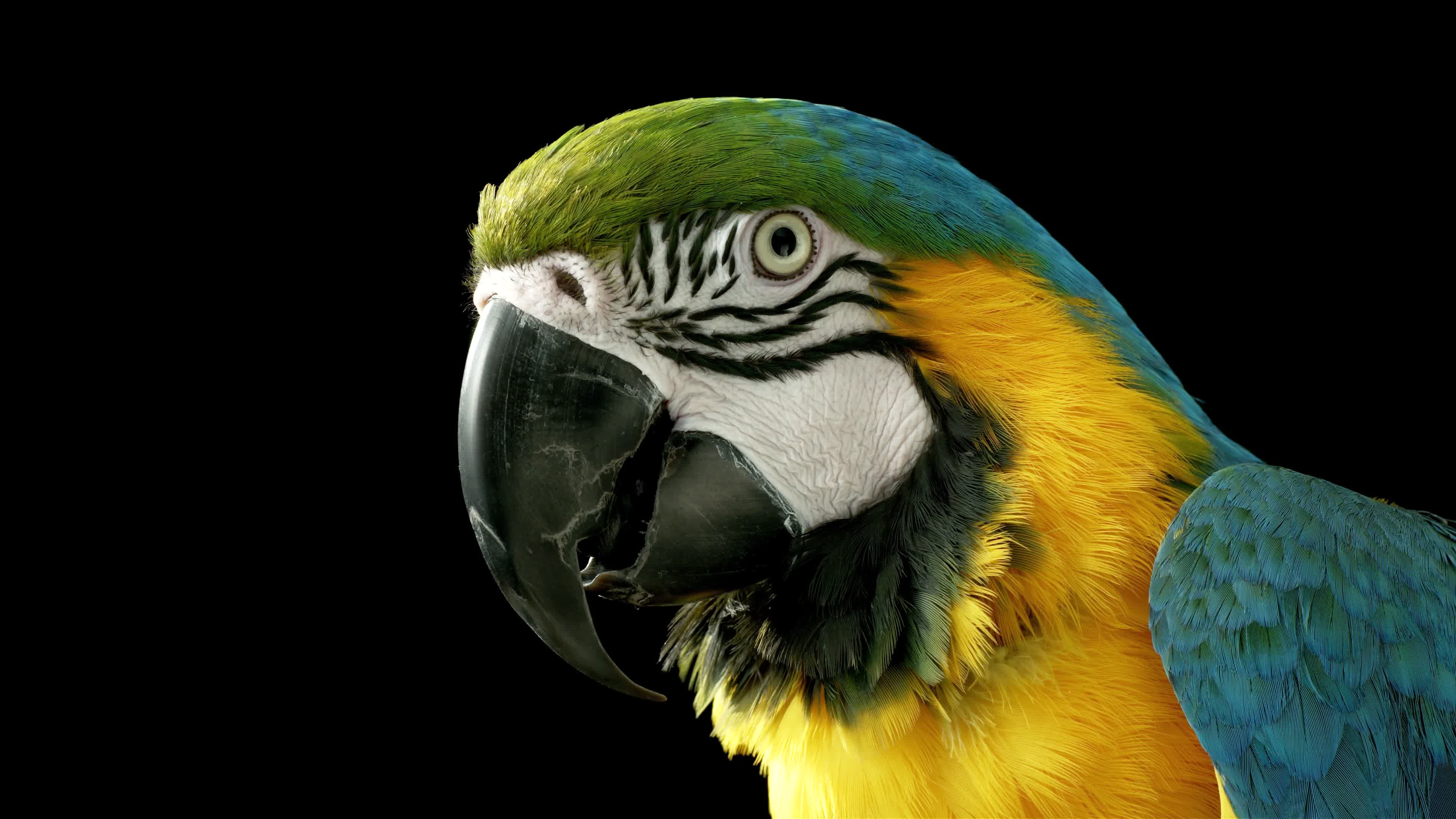 General 3840x2160 parrot closeup simple background beak black background fur colorful animals birds