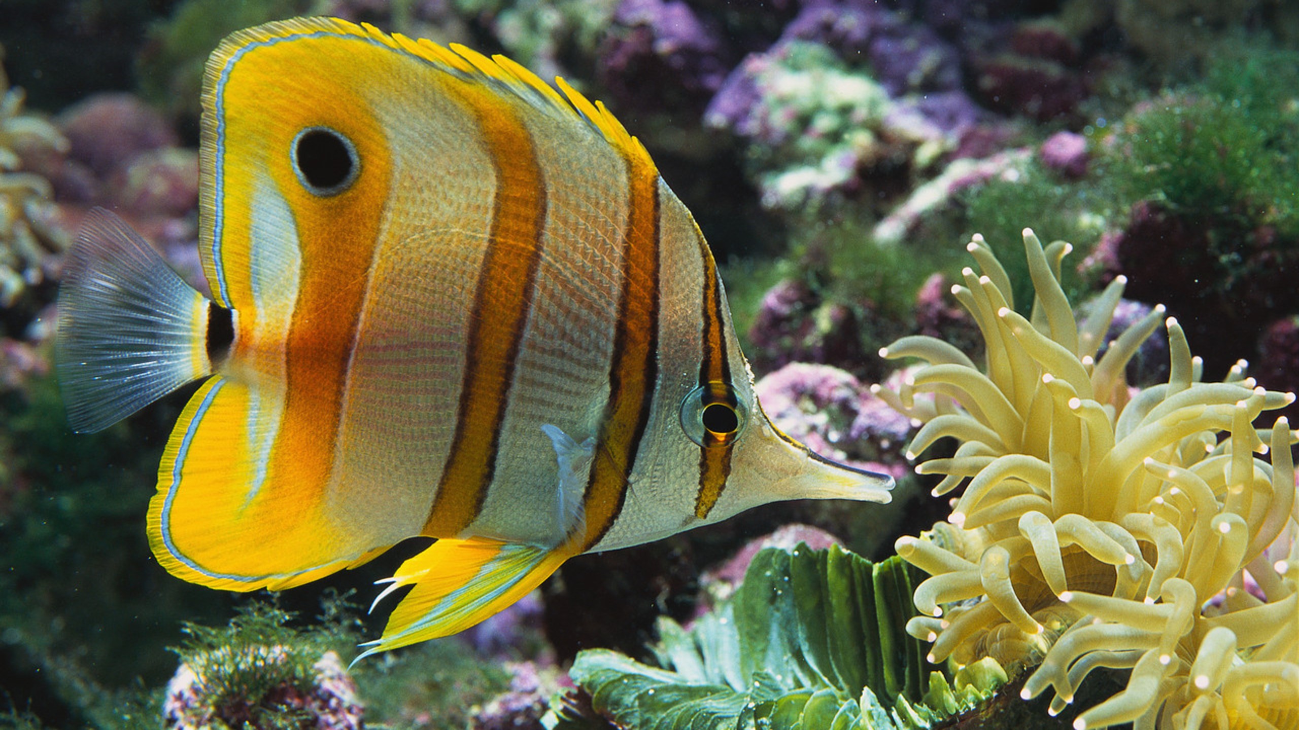 General 2560x1440 photography fish underwater sea anemones stripes Corbis coral coral reef nature Copperband butterflyfish water in water animals closeup