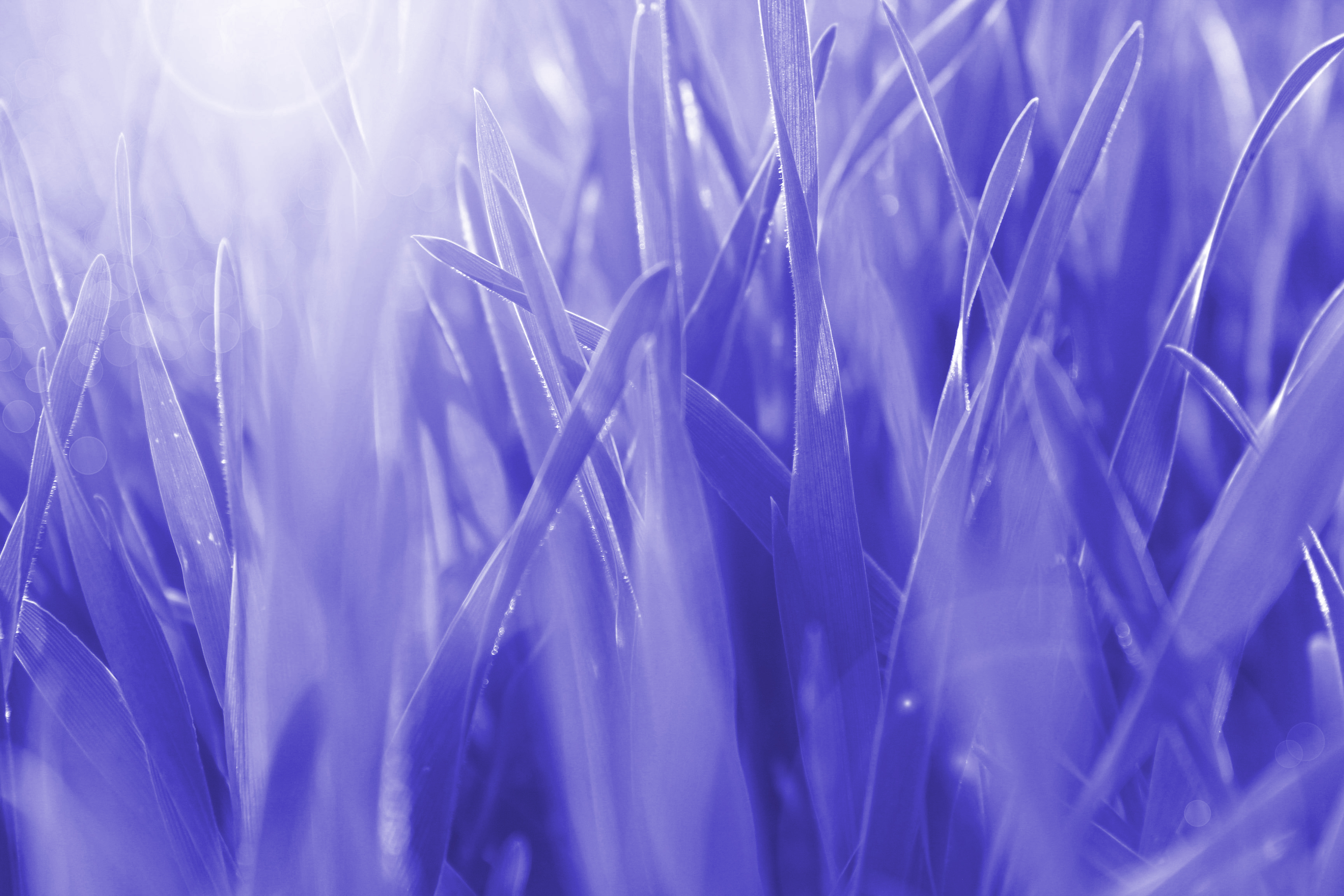 General 3456x2304 pastel white purple grass pale