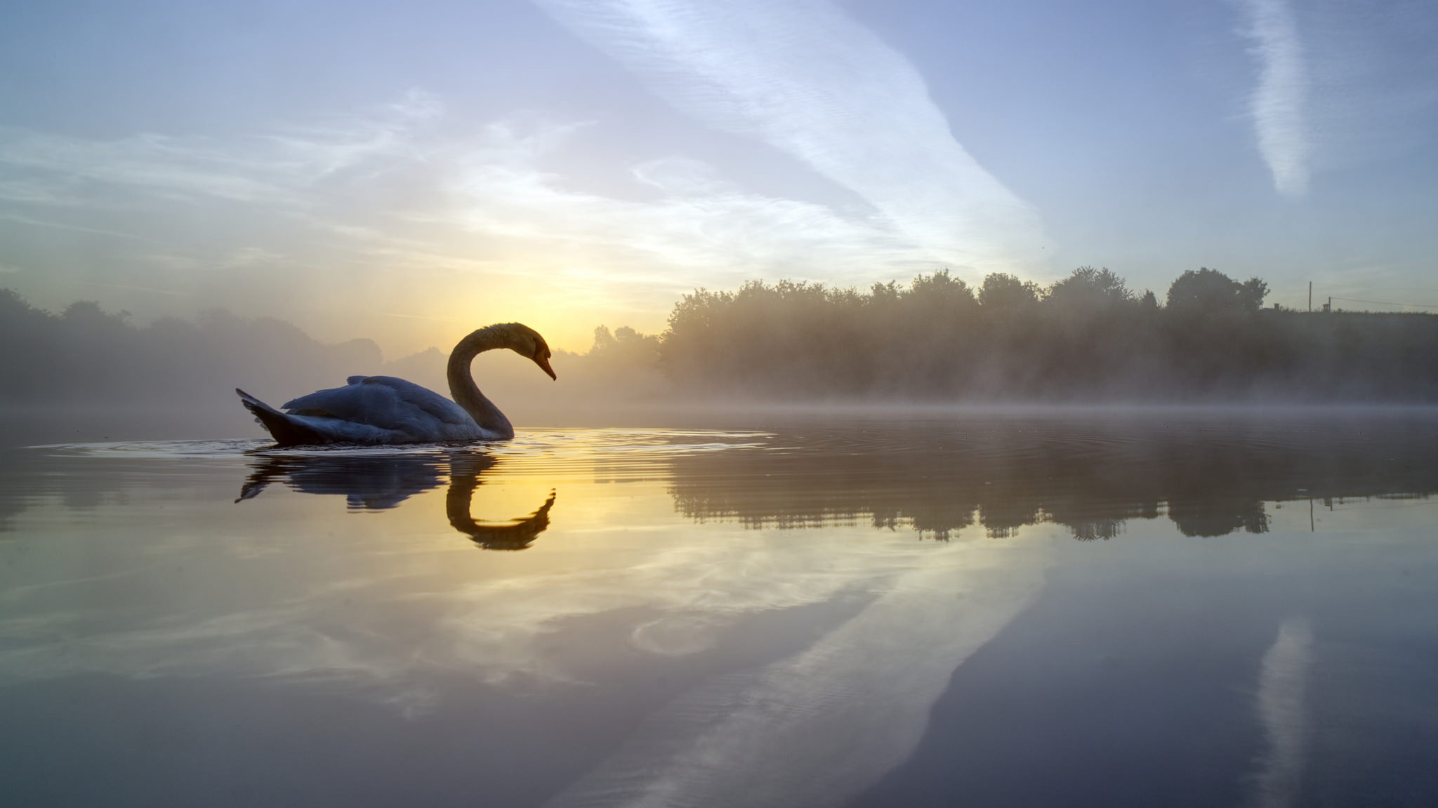 General 2048x1152 swans nature sky animals