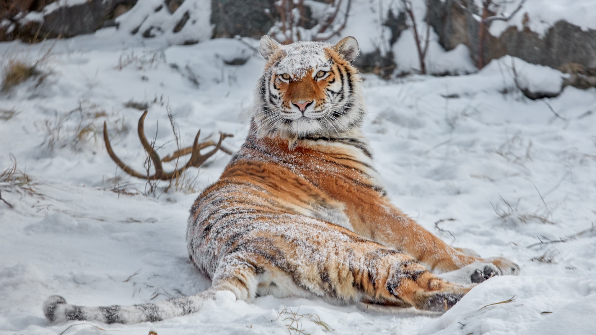 General 1920x1080 Siberian tiger tiger snow covered snow animals big cats winter nature