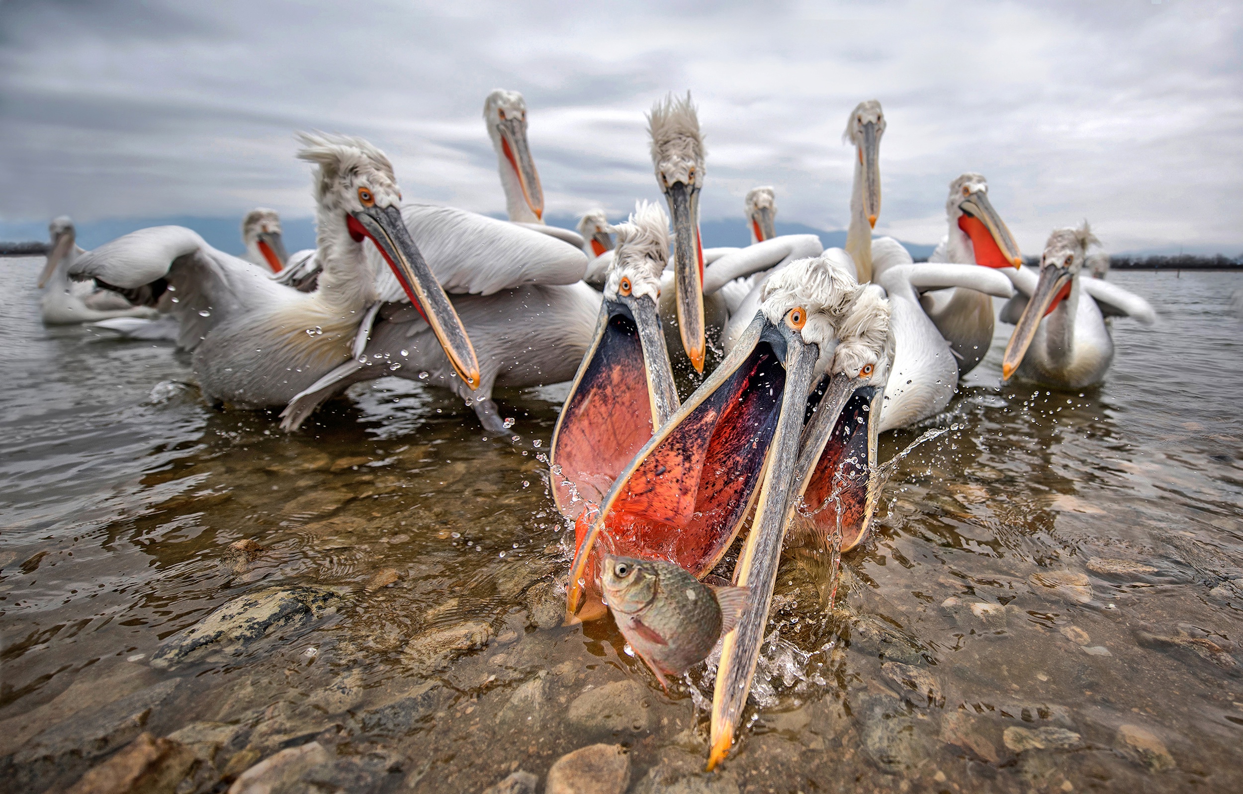General 2500x1597 animals birds fish pelicans