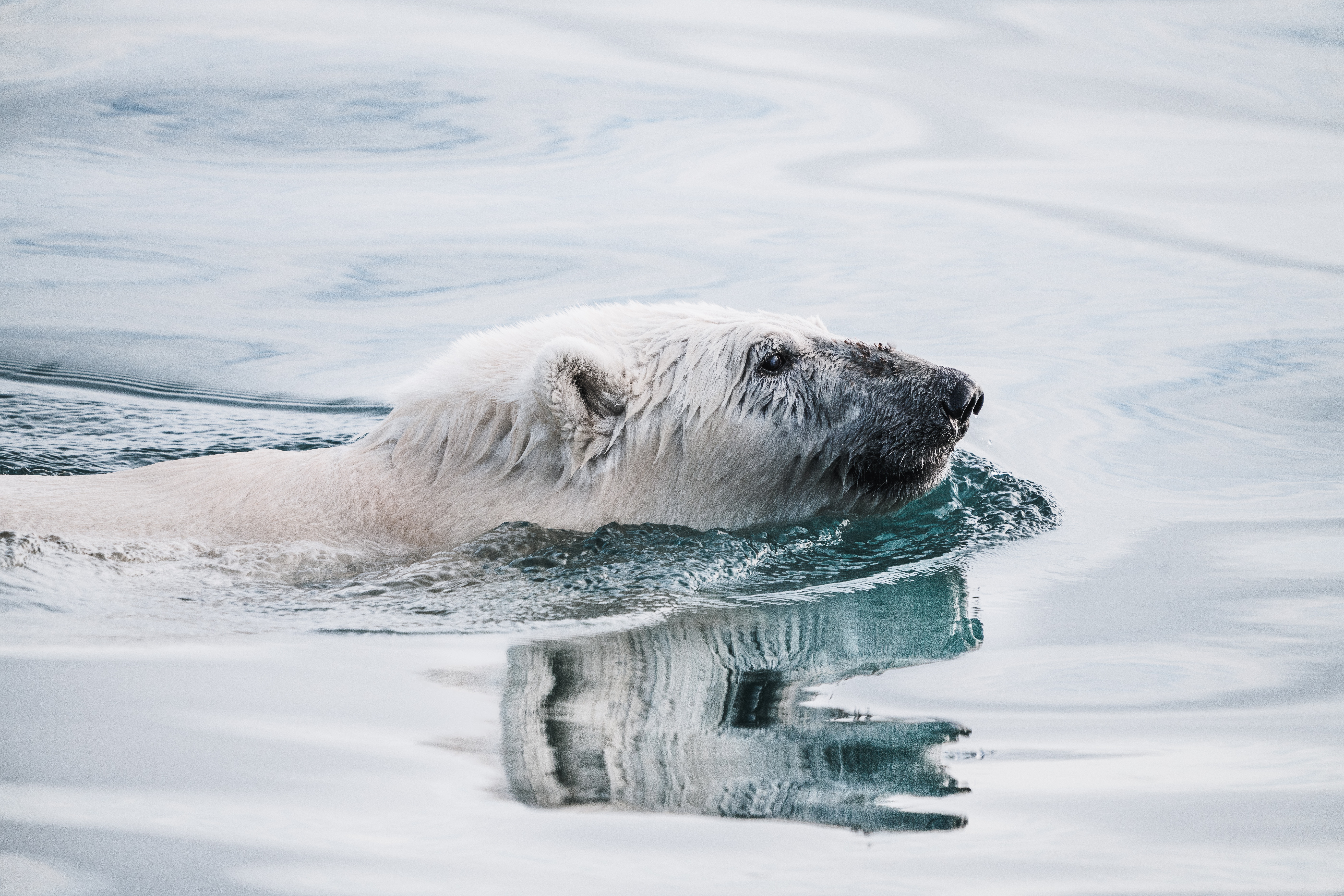 Ice animals. Северный Ледовитый океан белый медведь. Северный Ледовитый океан животные белый медведь. Белые медведи во льдах Северного Ледовитого океана. Белый медведь в Северной Америке.