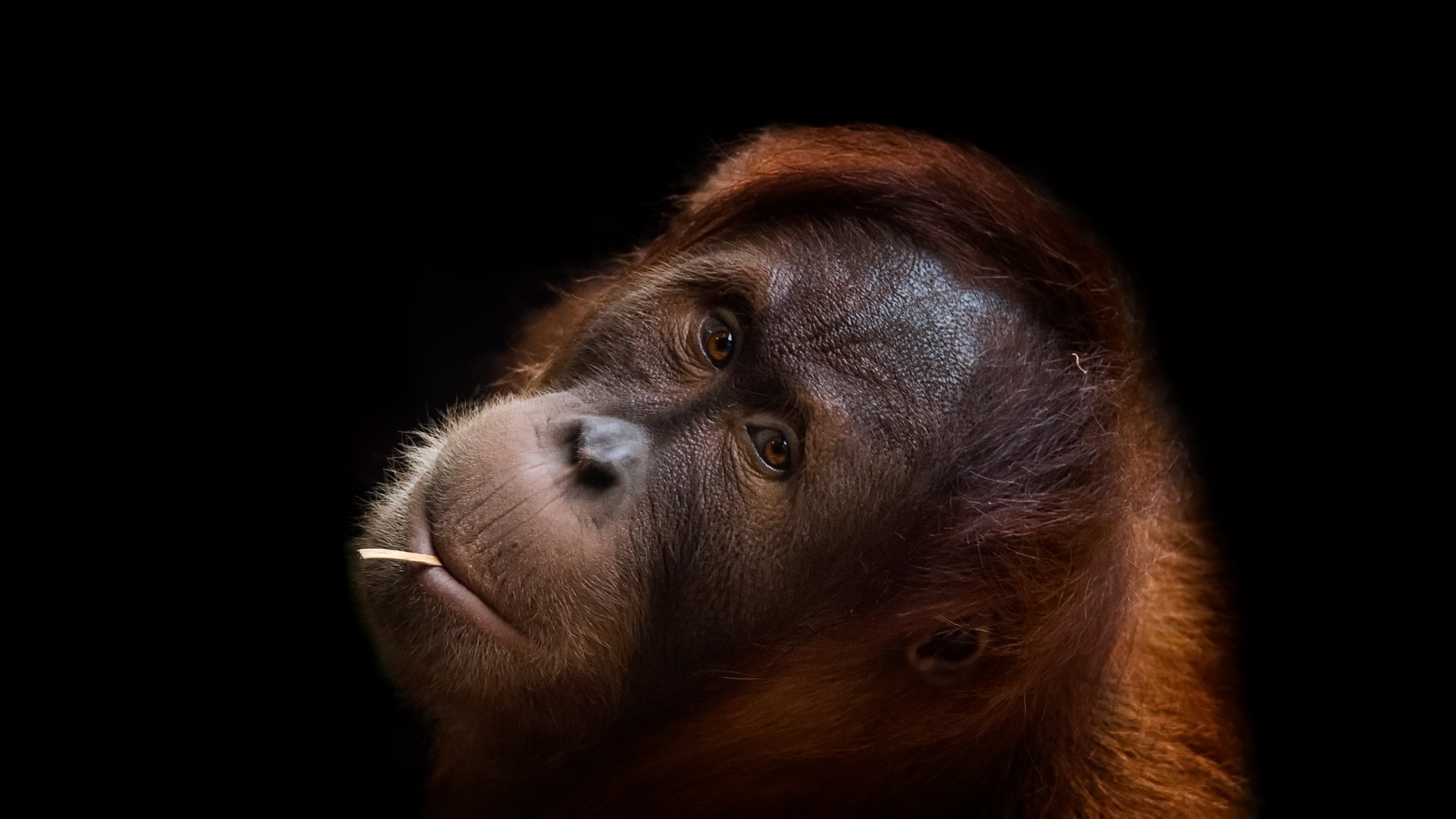 General 2560x1440 portrait face apes animals closeup simple background