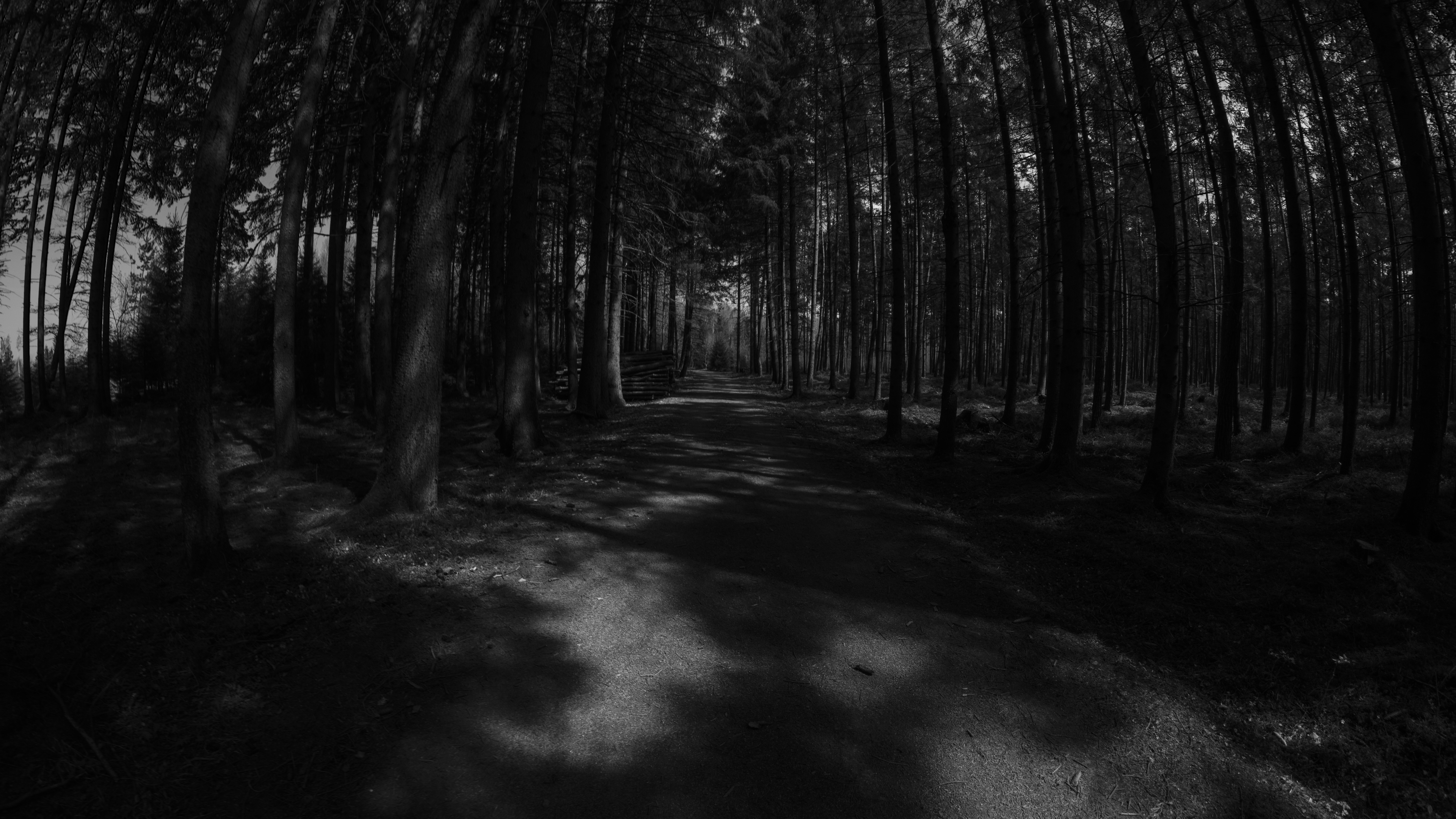 General 6000x3376 nature forest trees monochrome road wood