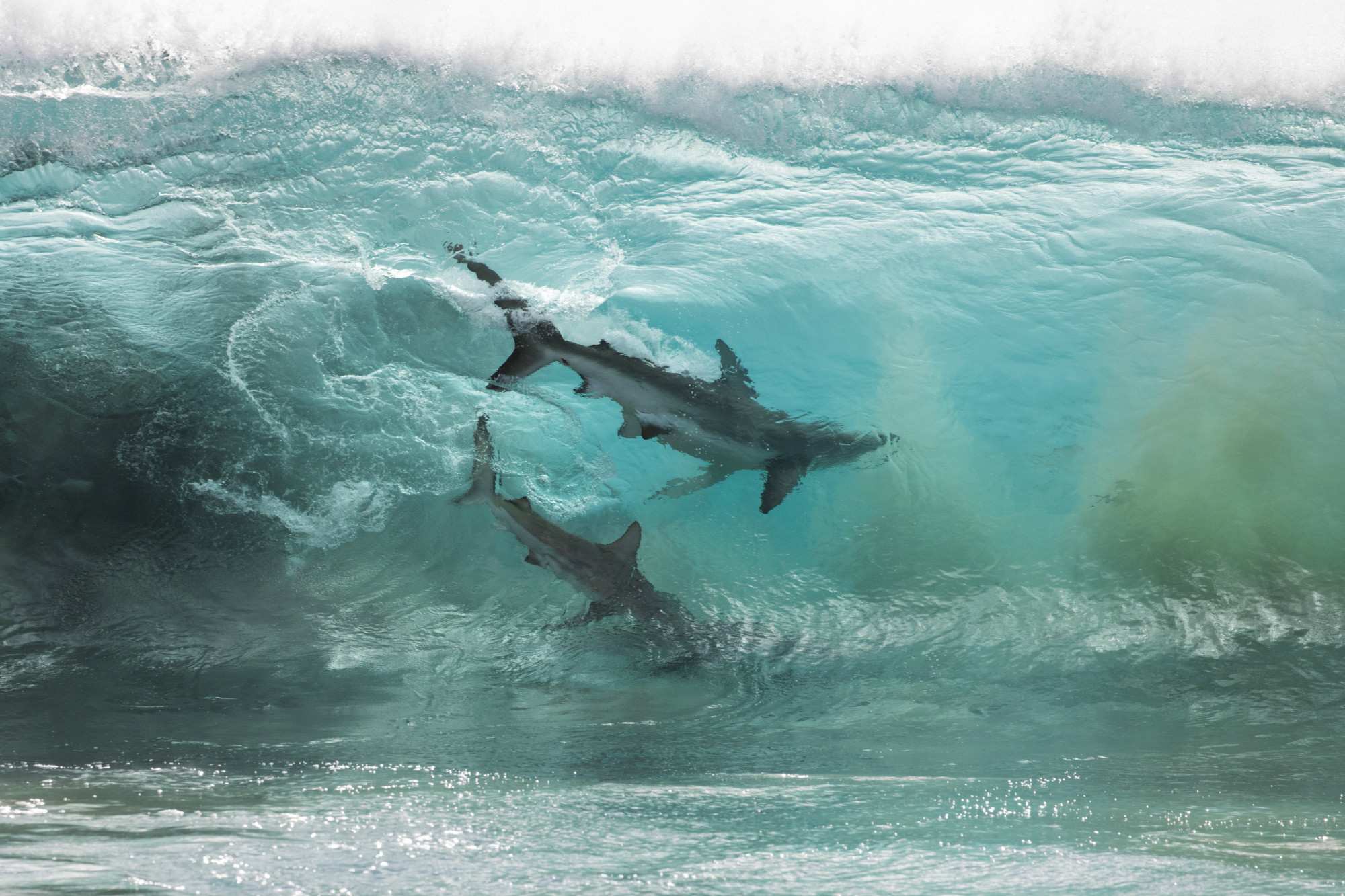 General 2000x1333 nature animals sea shark waves water underwater photography