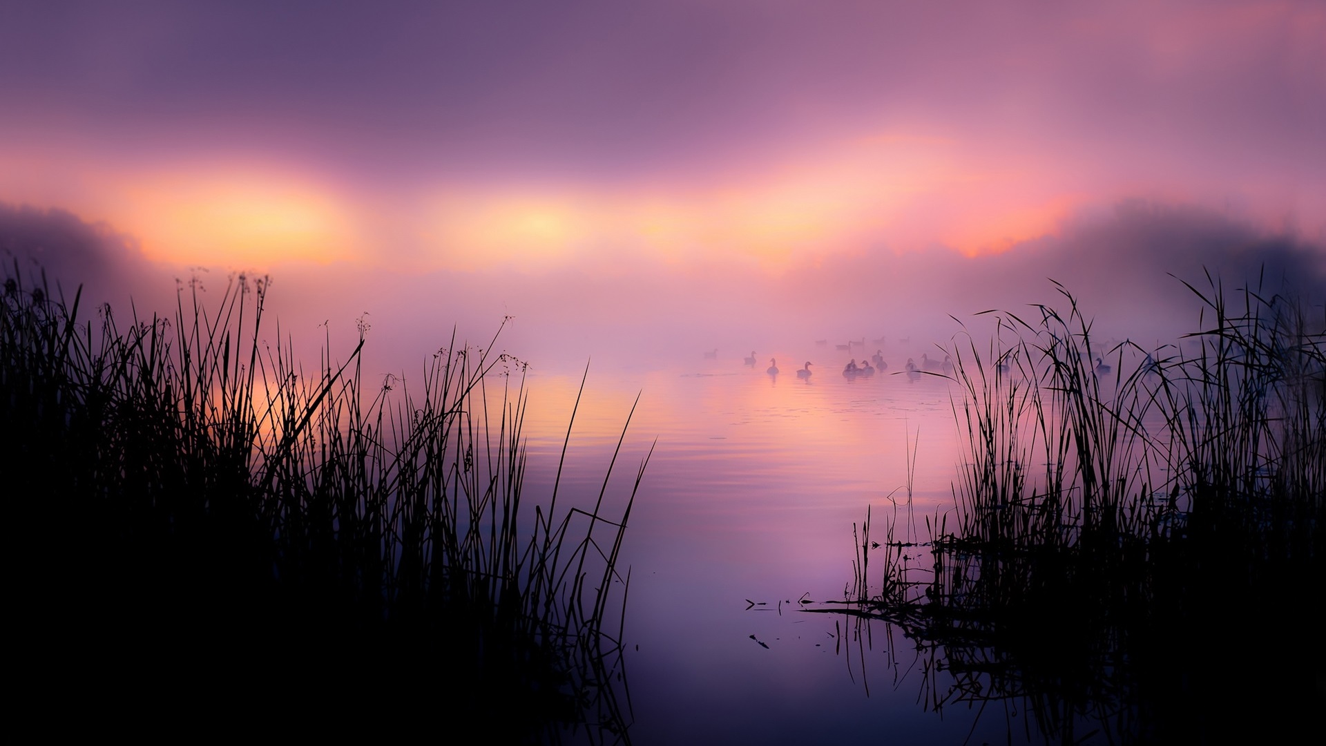 General 1920x1080 mist duck animals clouds lake reeds nature