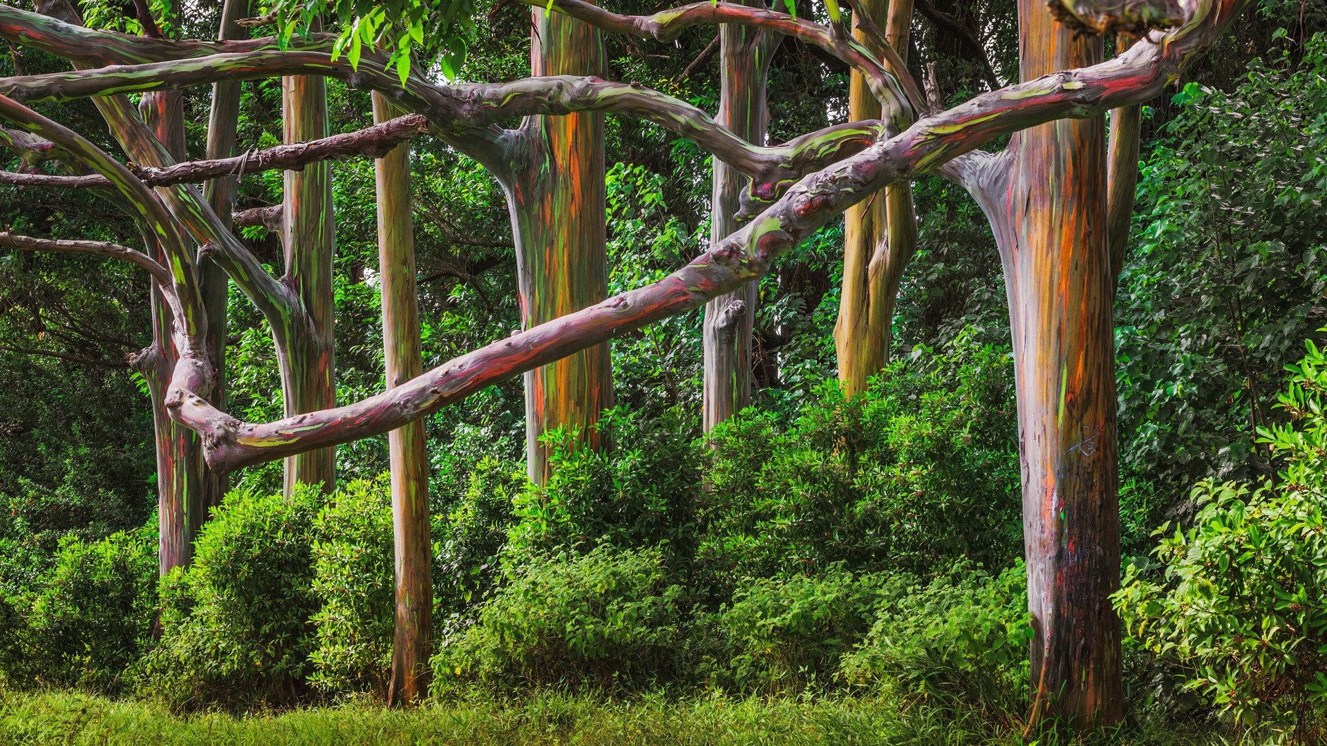 General 1920x1080 forest Hawaii USA plants trees branch Eucalyptus rainbows leaves