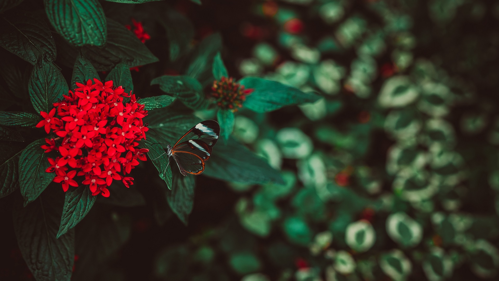 General 1920x1080 nature flowers butterfly depth of field red flowers leaves