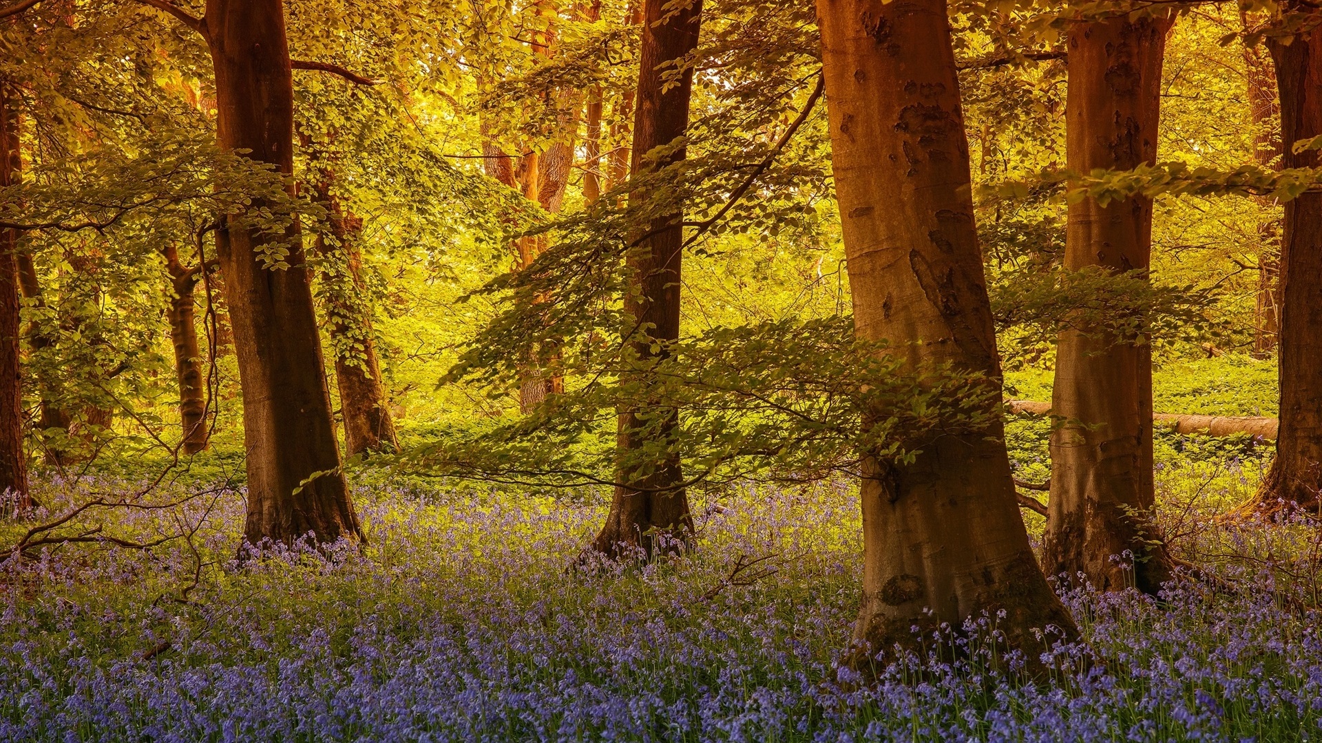 General 1920x1080 England North Yorkshire trees flowers nature