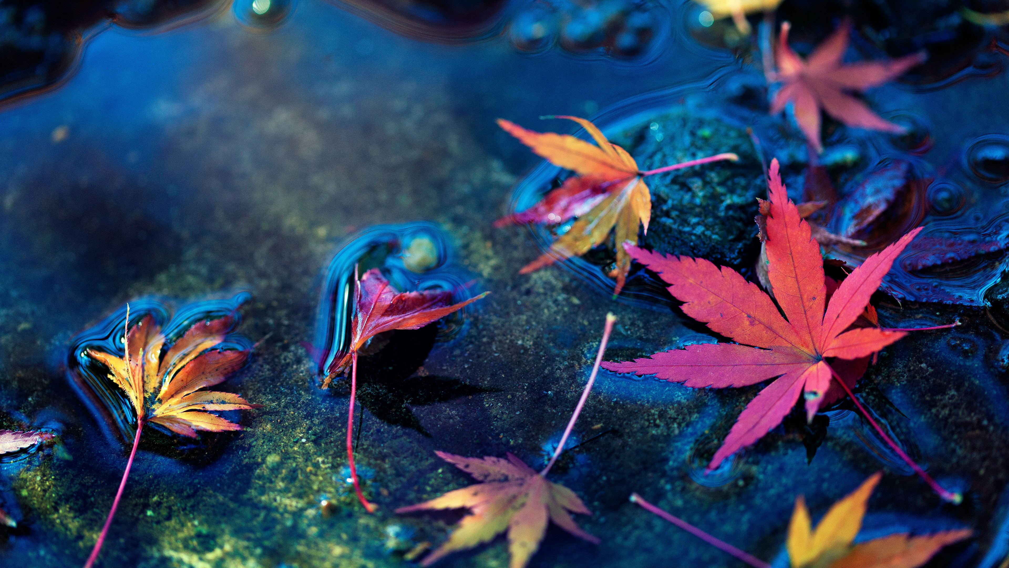 General 3840x2160 water fall red leaves Japanese maple maple leaves closeup