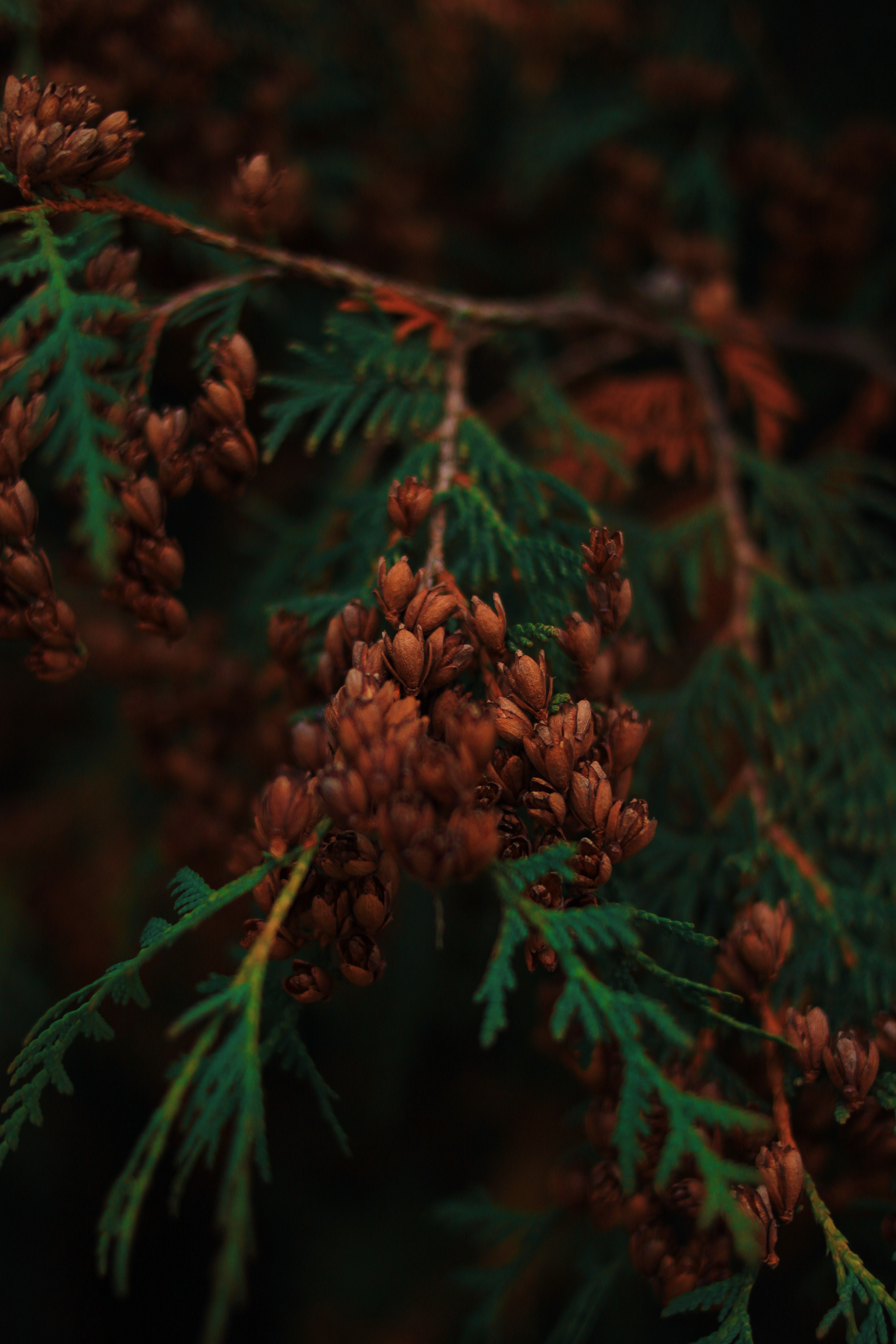 General 3168x4752 forest leaves conifer